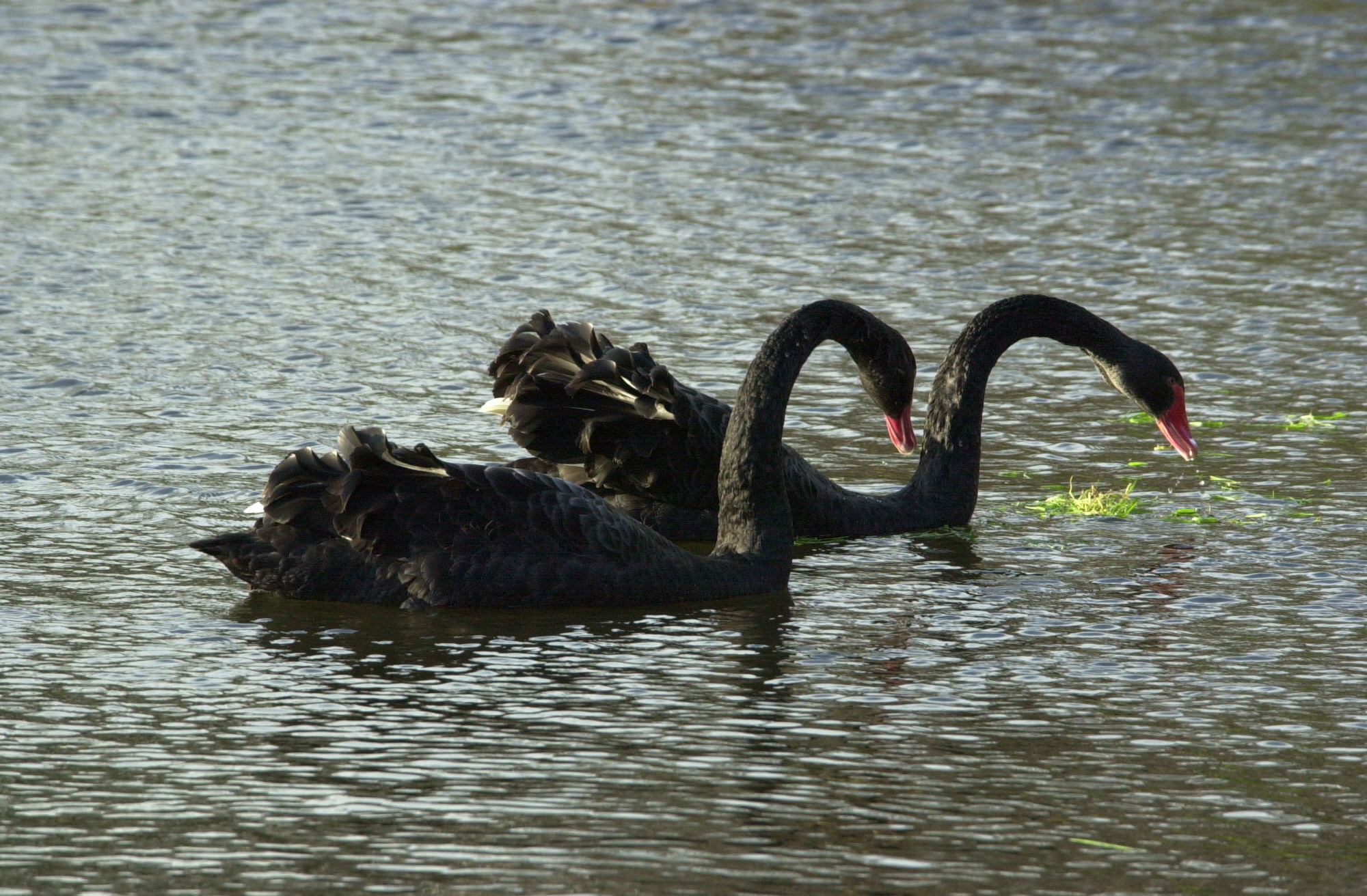 cygne_noir_-_cygnus_atratus4bd