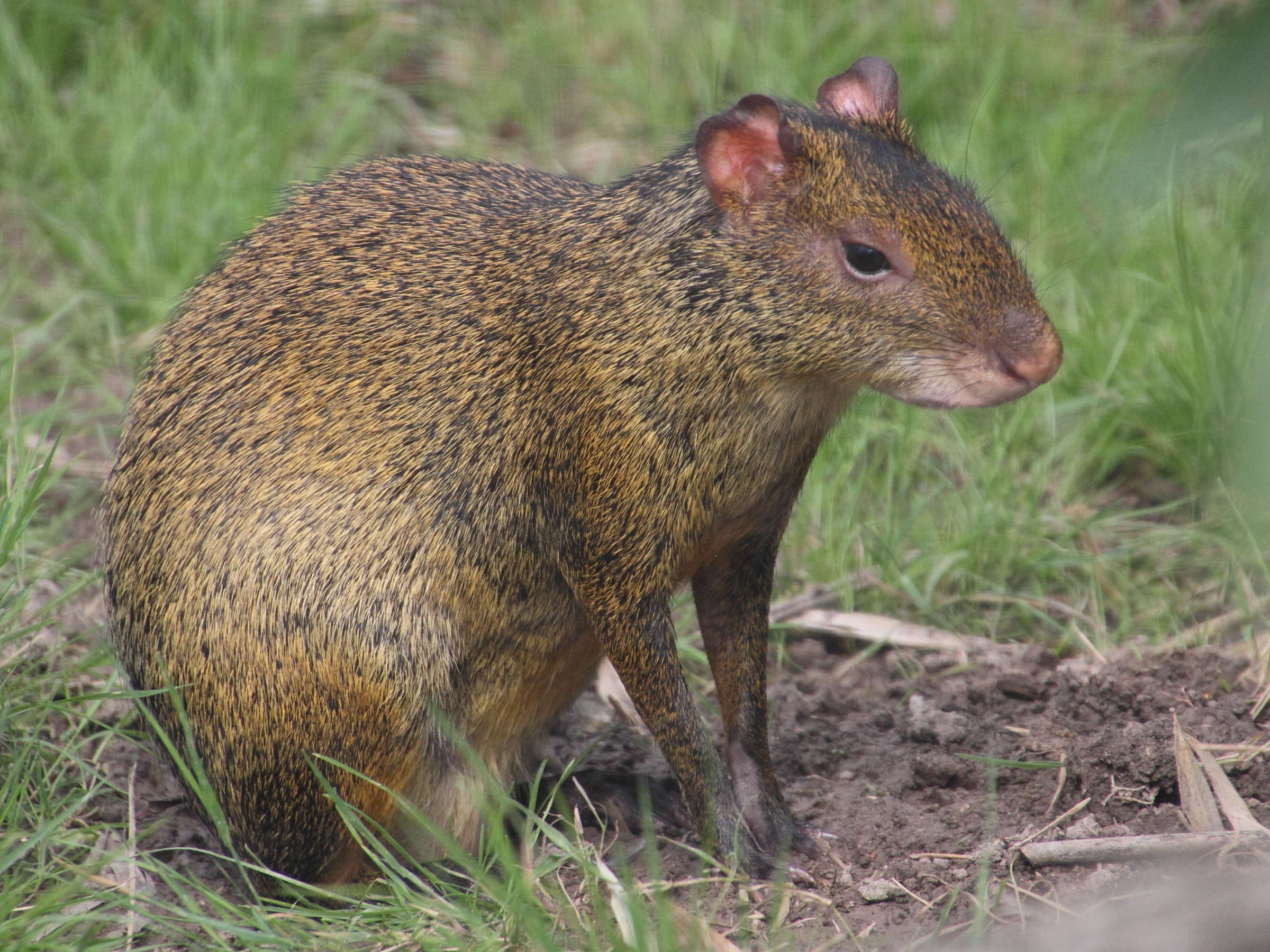 dasyprocta_azarae2md