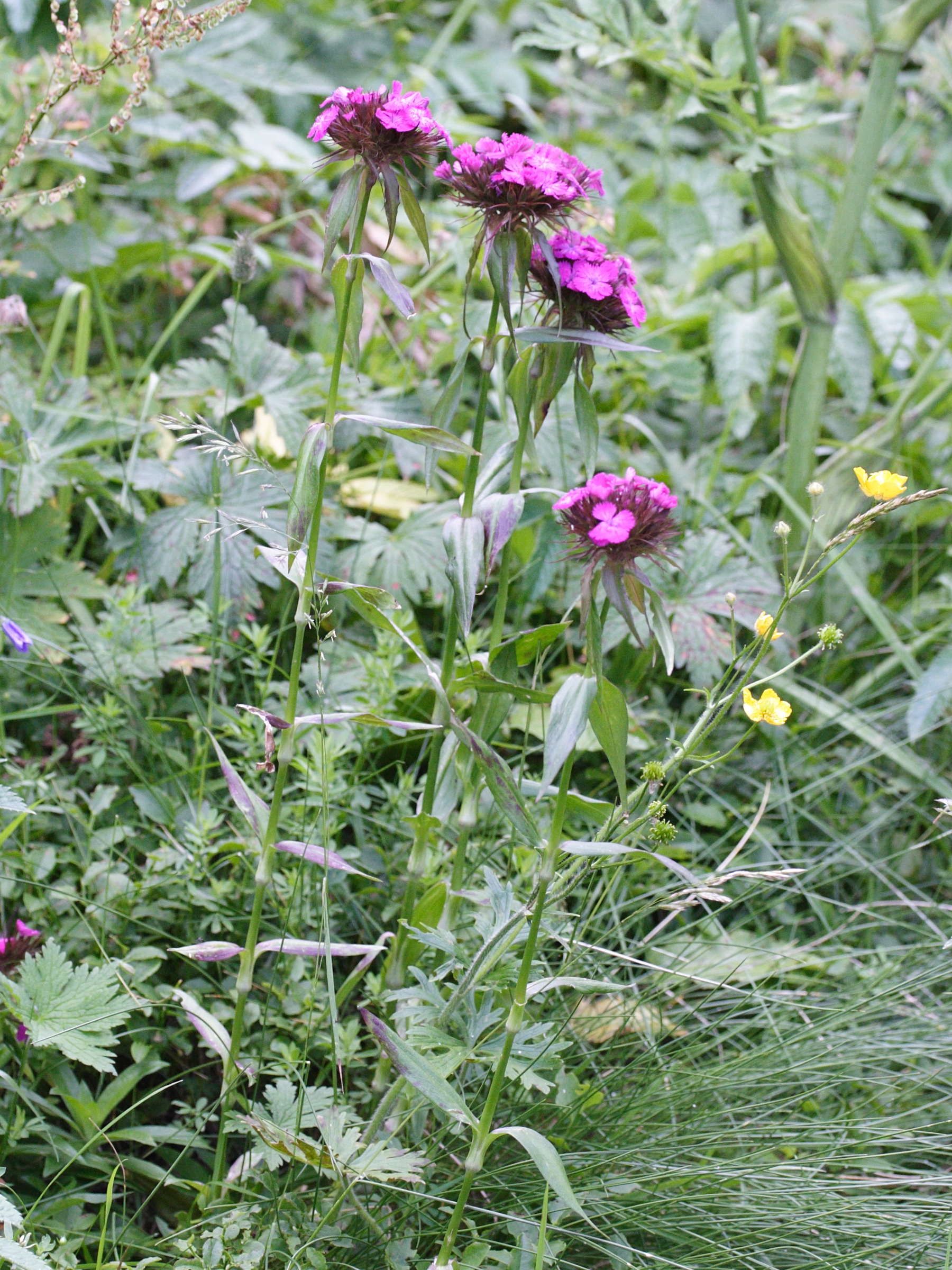 dianthus_barbatus1md