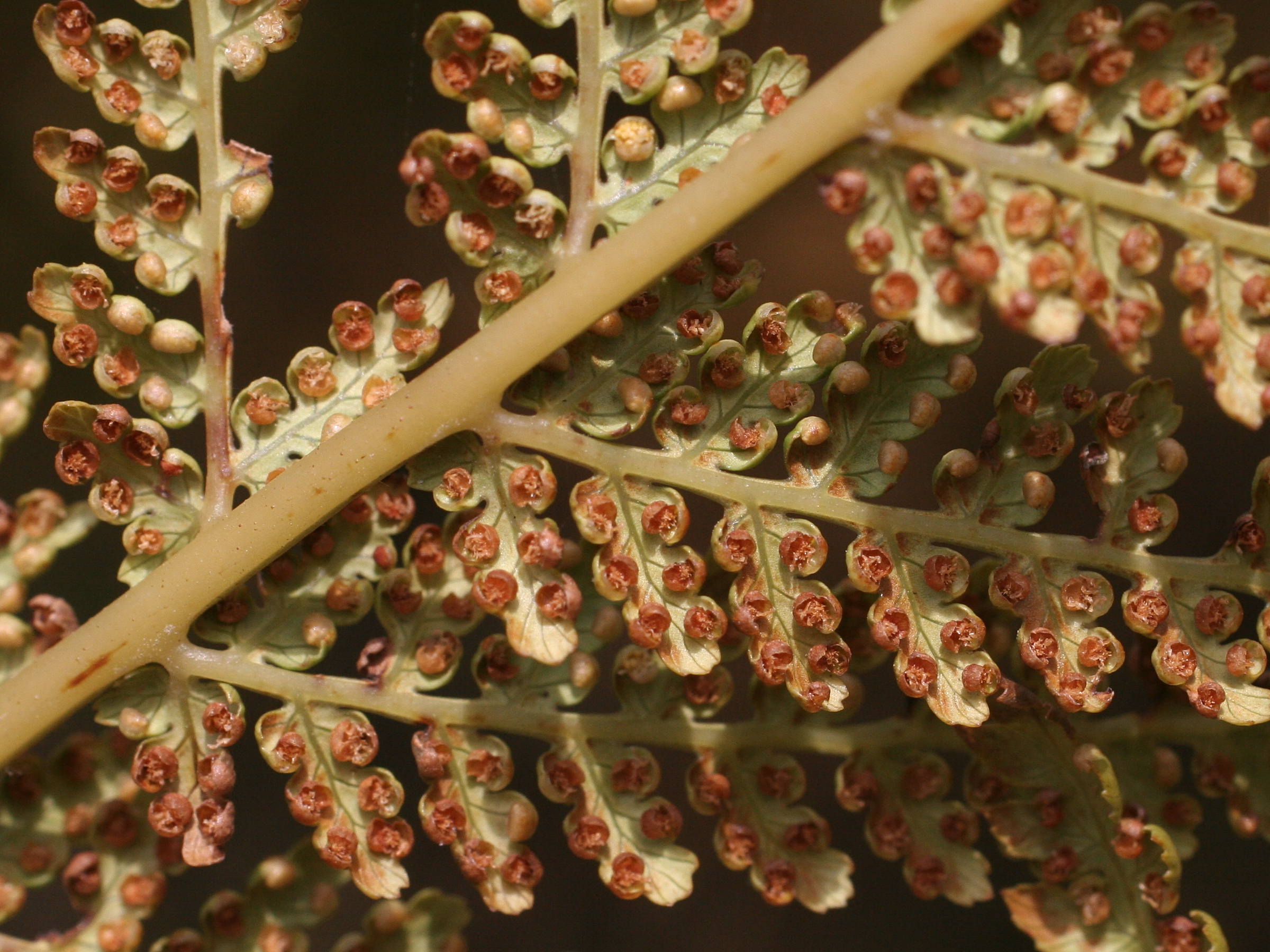 dicksonia_antarctica4md