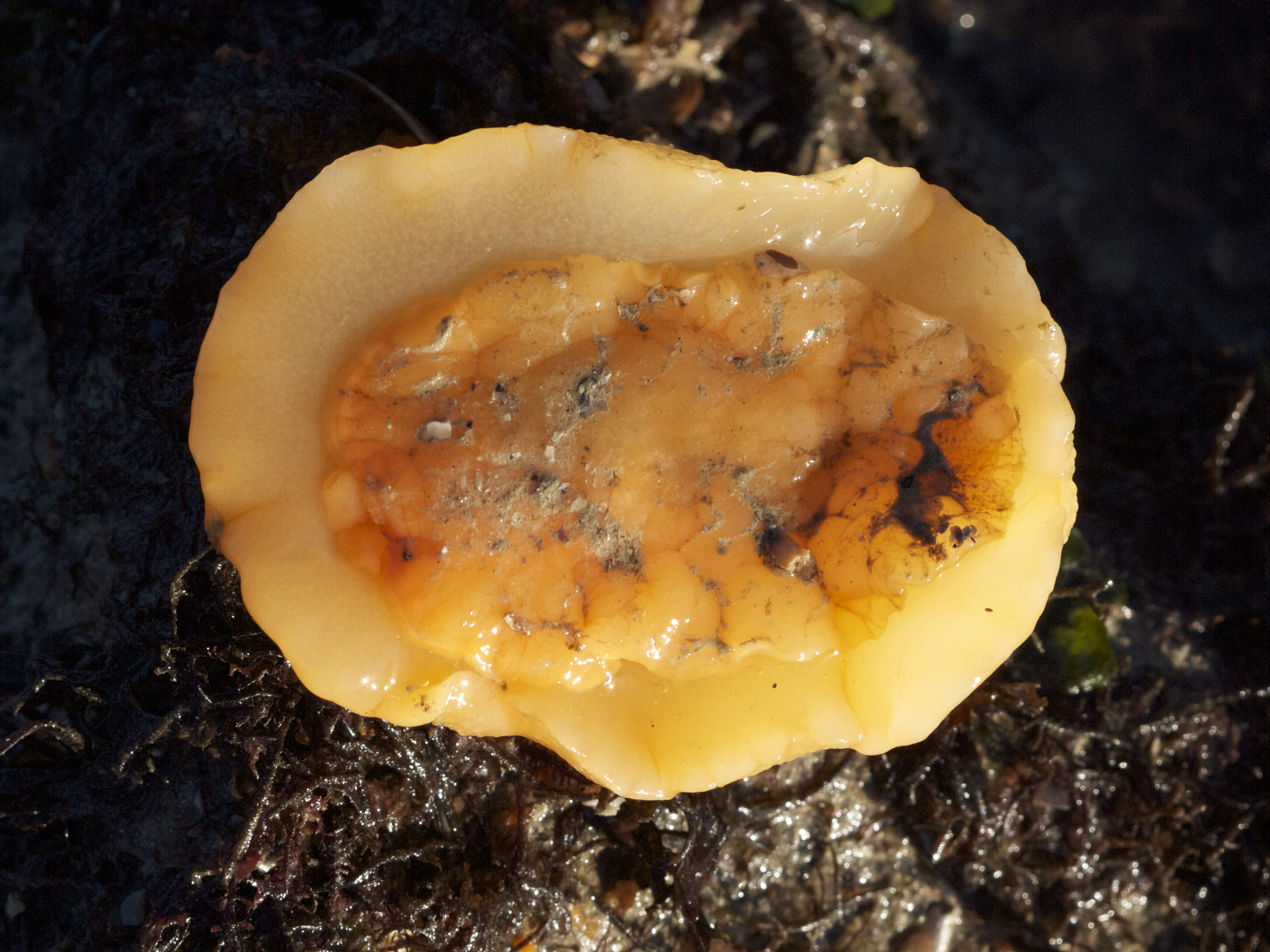 doris_pseudoargus5bd