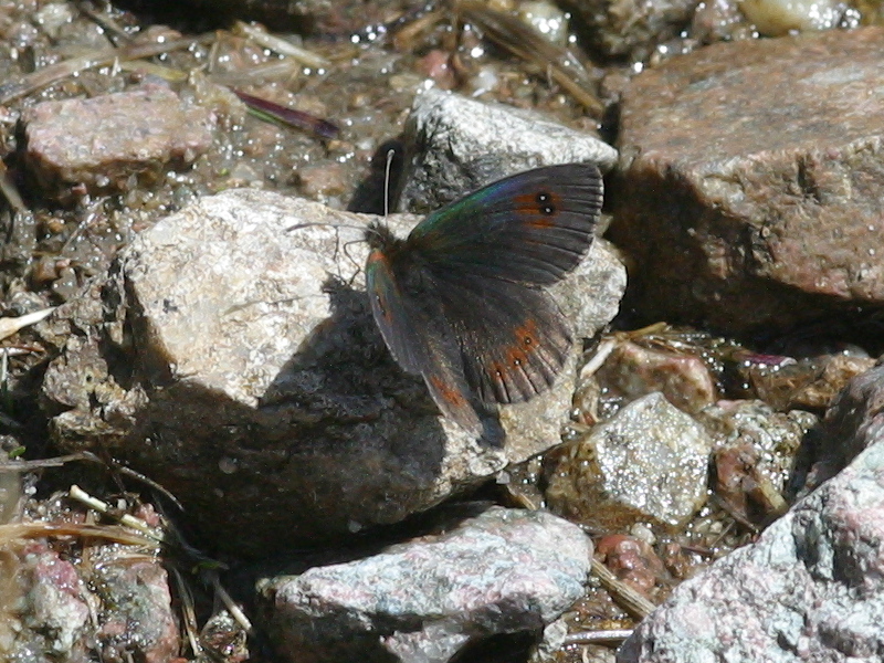 erebia_cassioides1bd