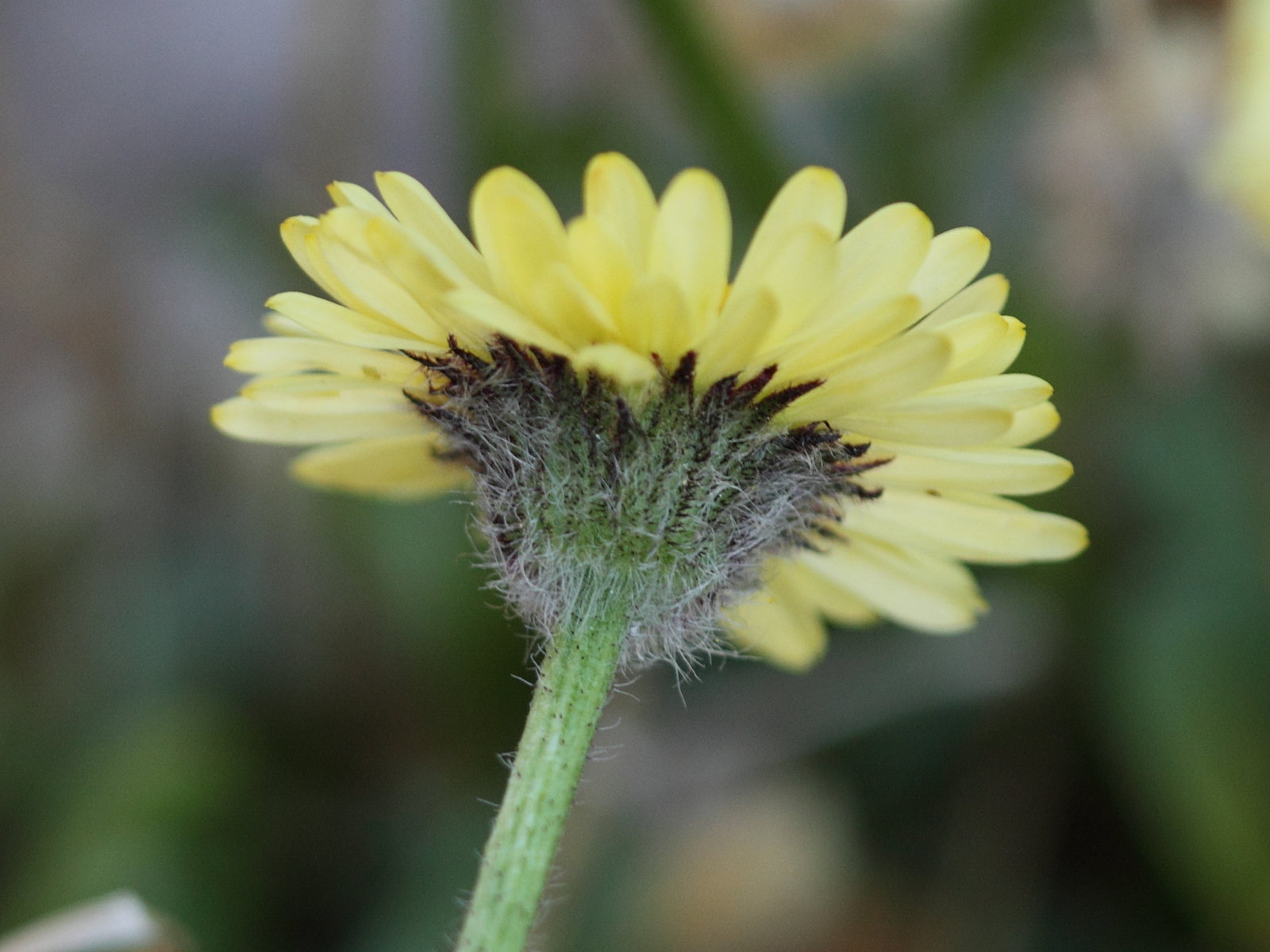 erigeron_aureus2bd