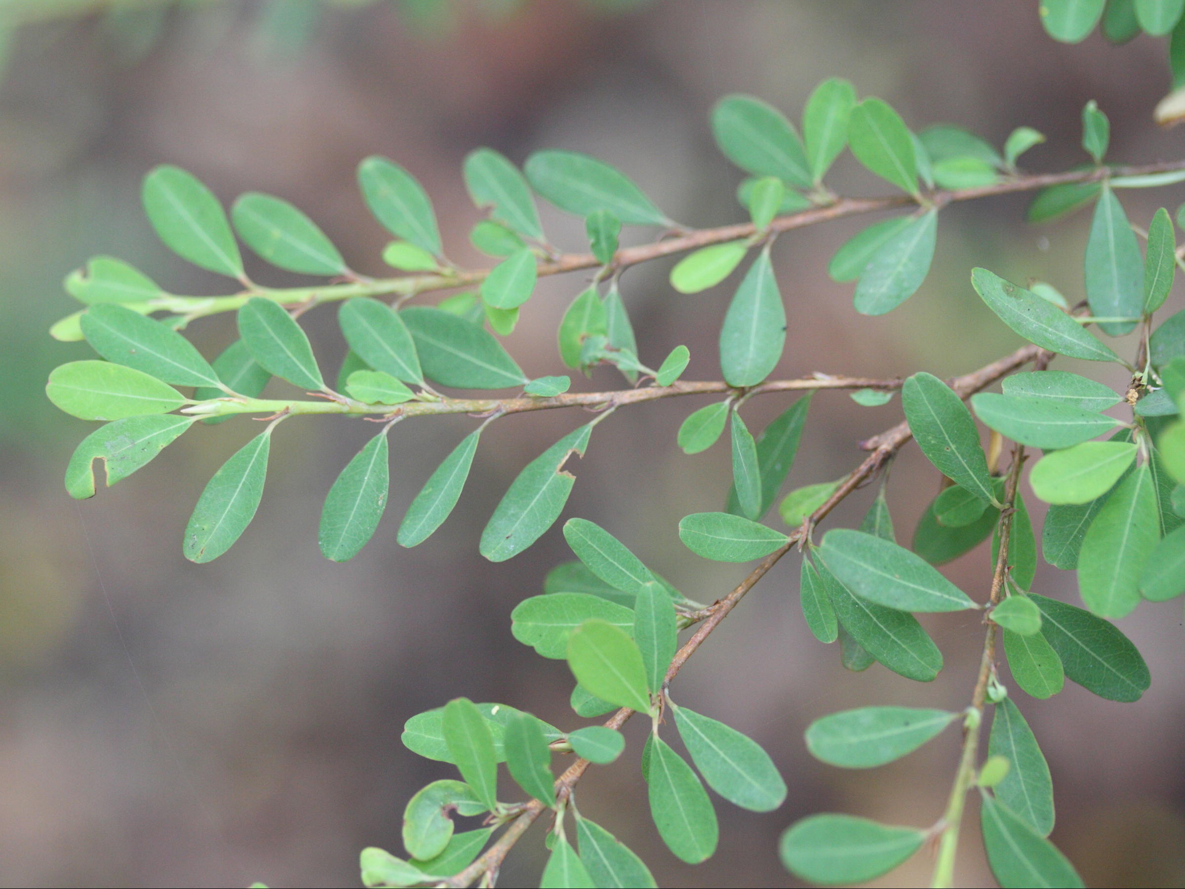 erythroxylum_hypericifolium1md