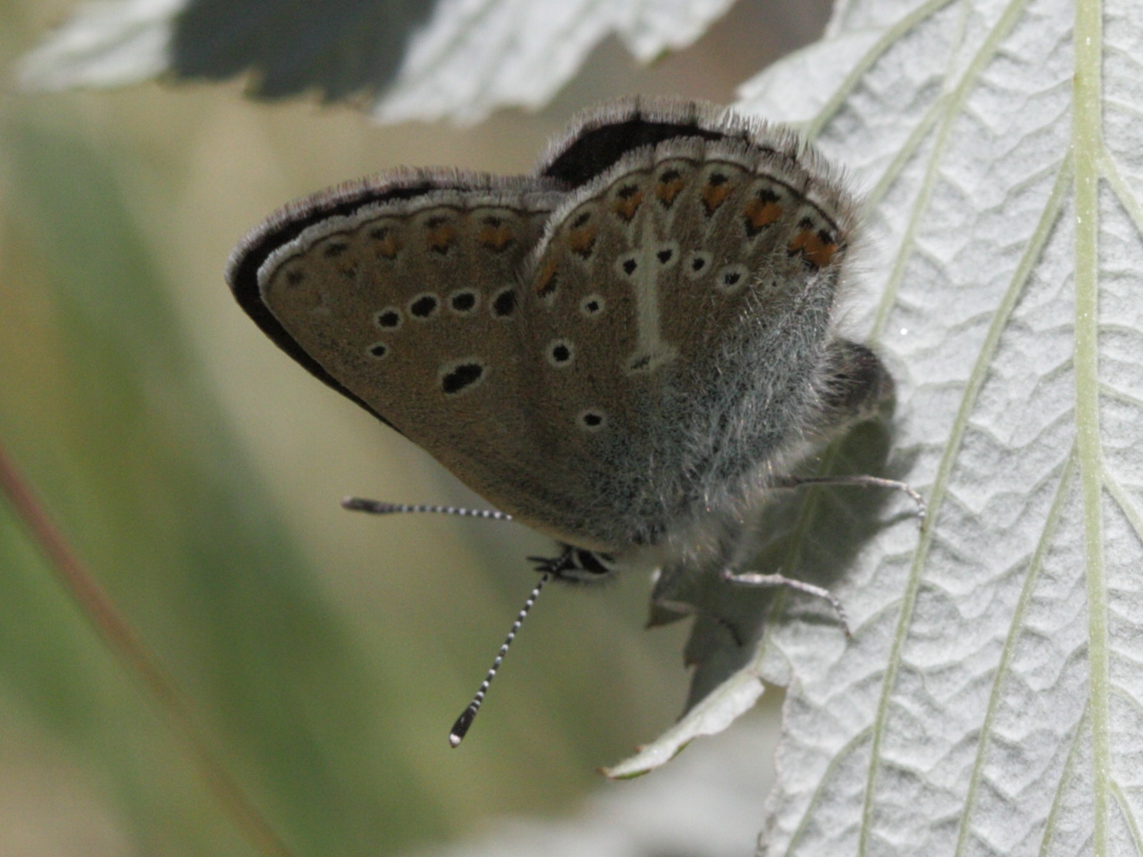 eumedonia_eumedon2bd