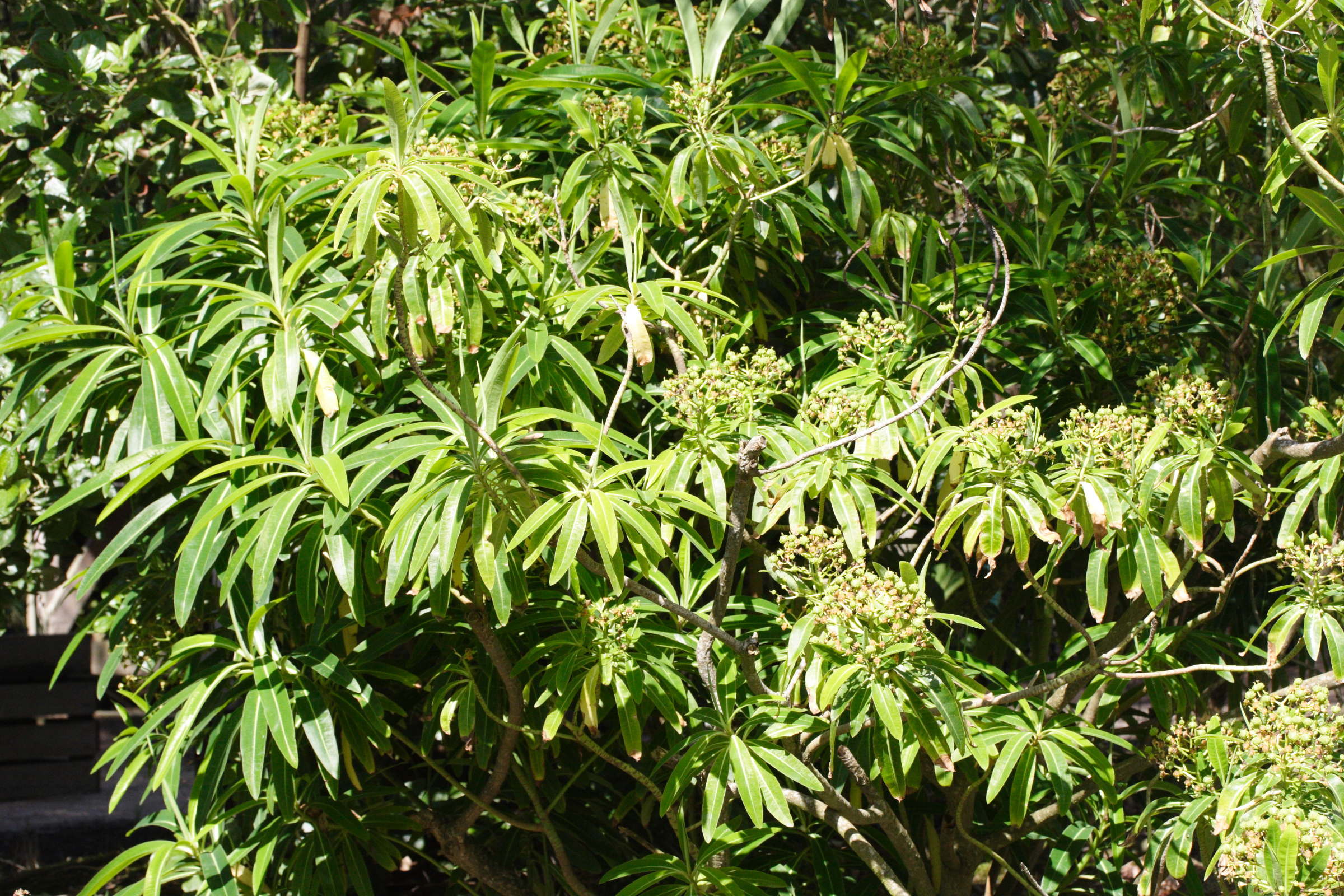 Afficher le média euphorbia_mellifera1md euphorbia_mellifera1md
