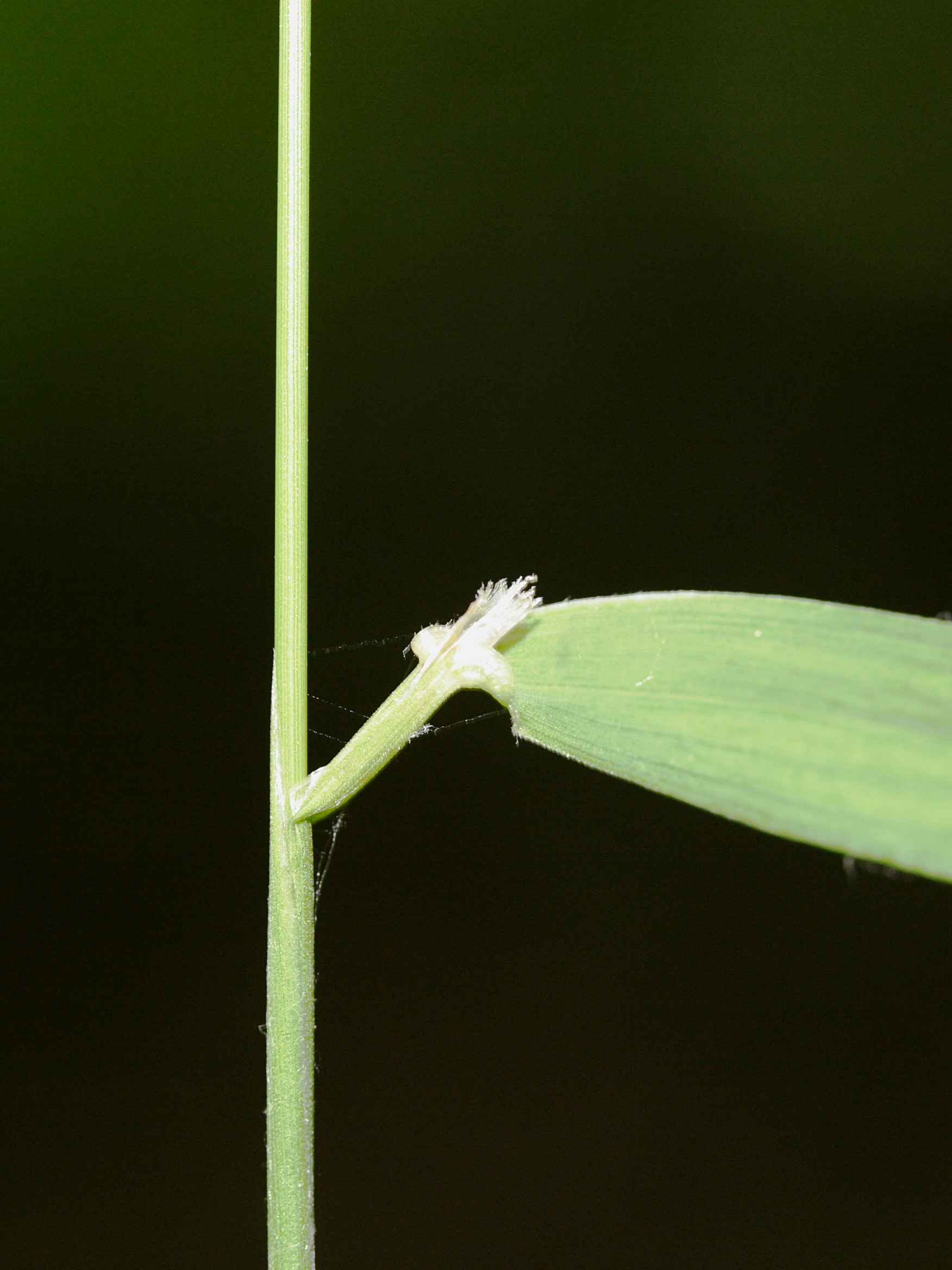 festuca_altissima3md