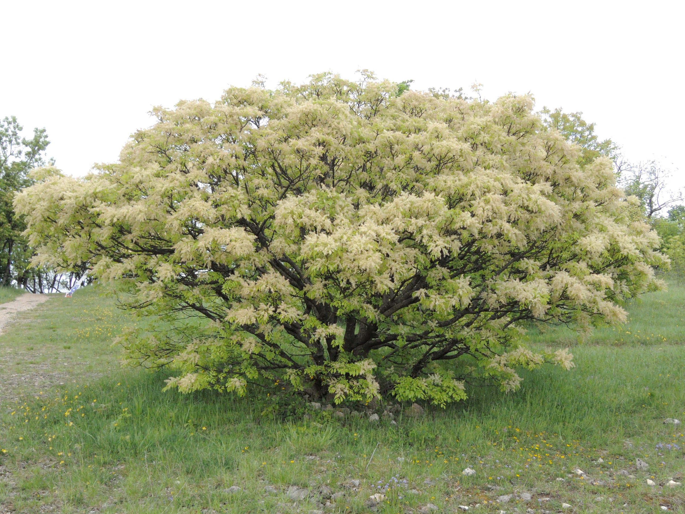 fraxinus_ornus7md
