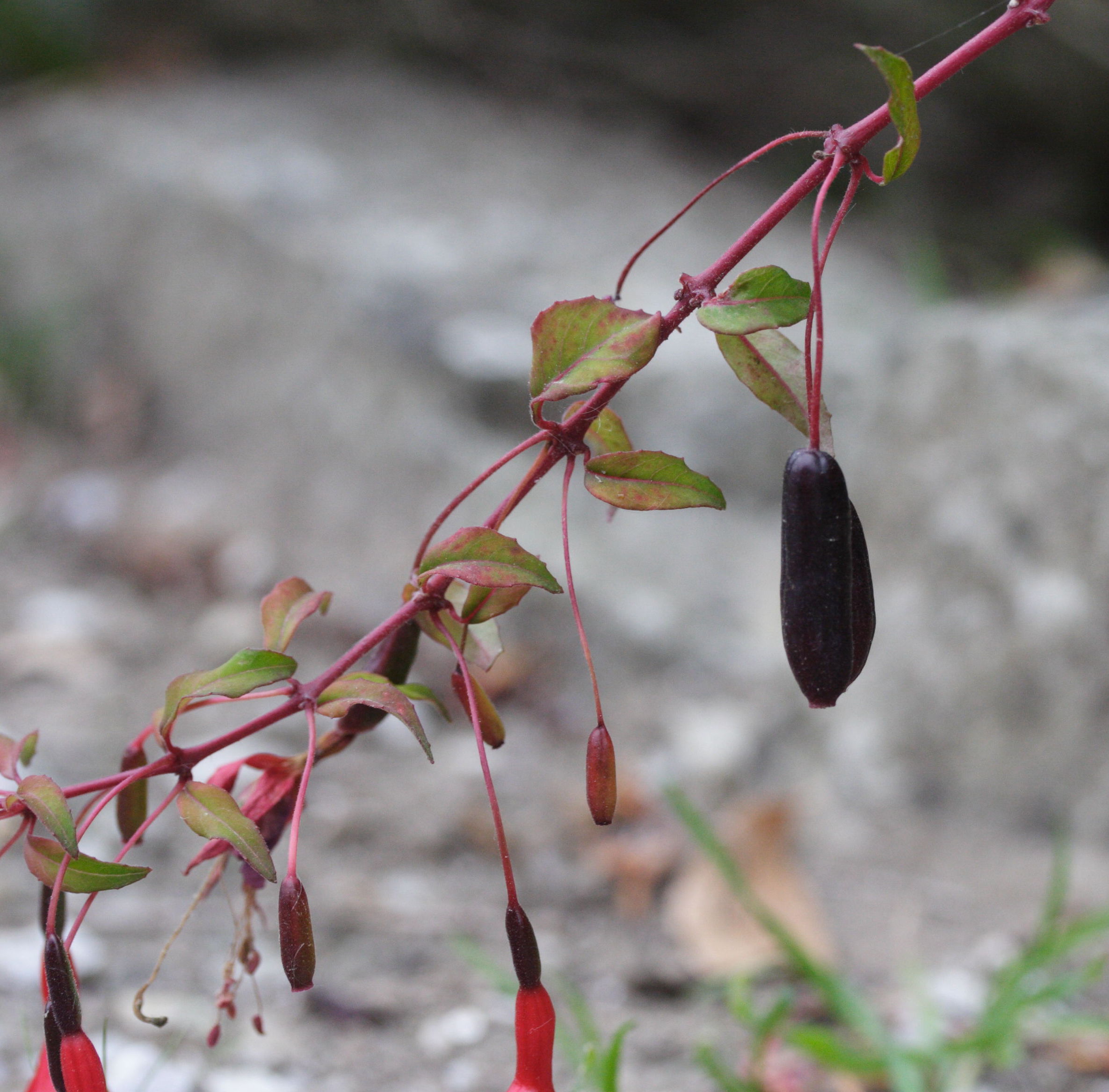 Afficher le média fuchsia_magellanica3md fuchsia_magellanica3md