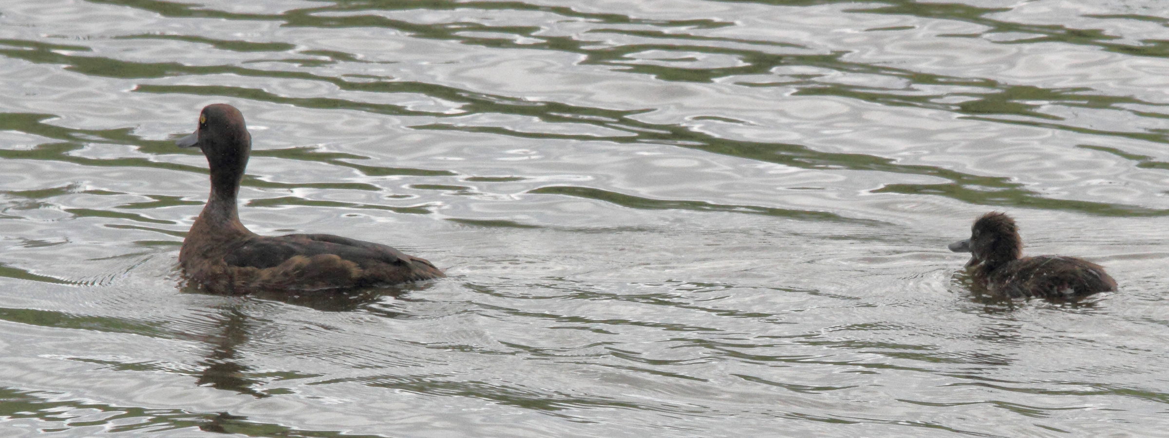 fuligule_milouinan_-_aythya_marila3md