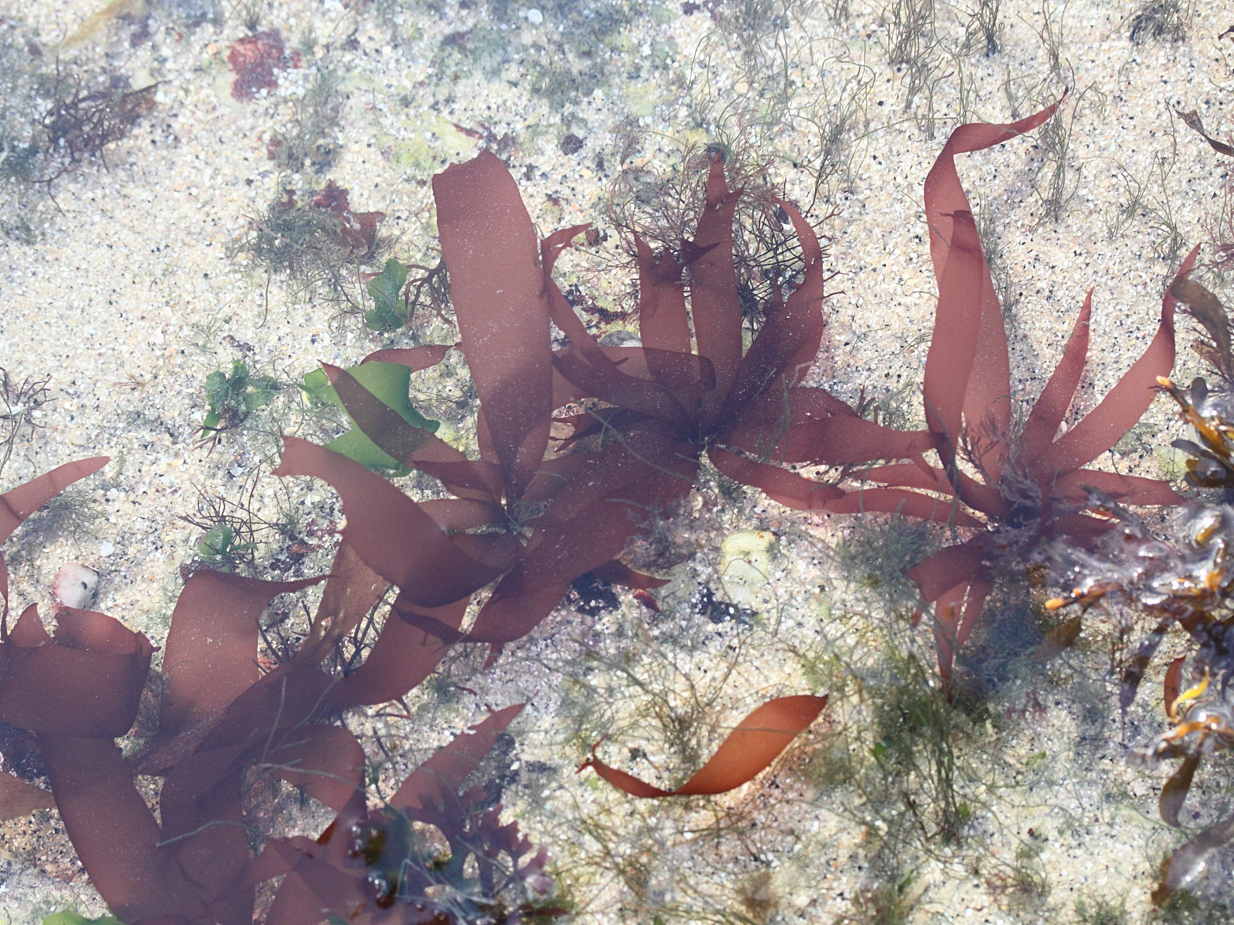 grateloupia_turuturu1md