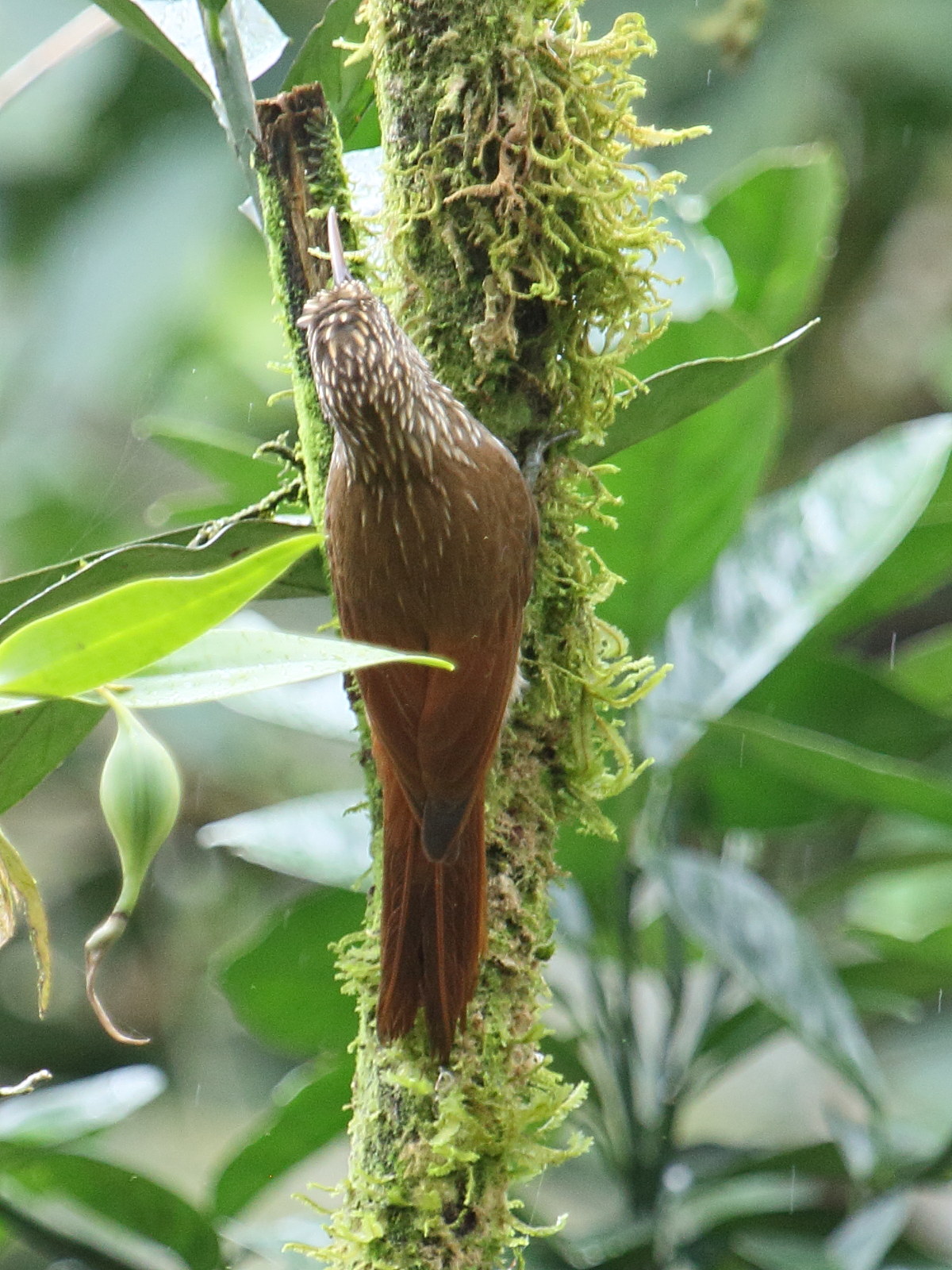 Afficher le média grimpar_de_souleyet_-_lepidocolaptes_souleyetii1bd grimpar_de_souleyet_-_lepidocolaptes_souleyetii1bd
