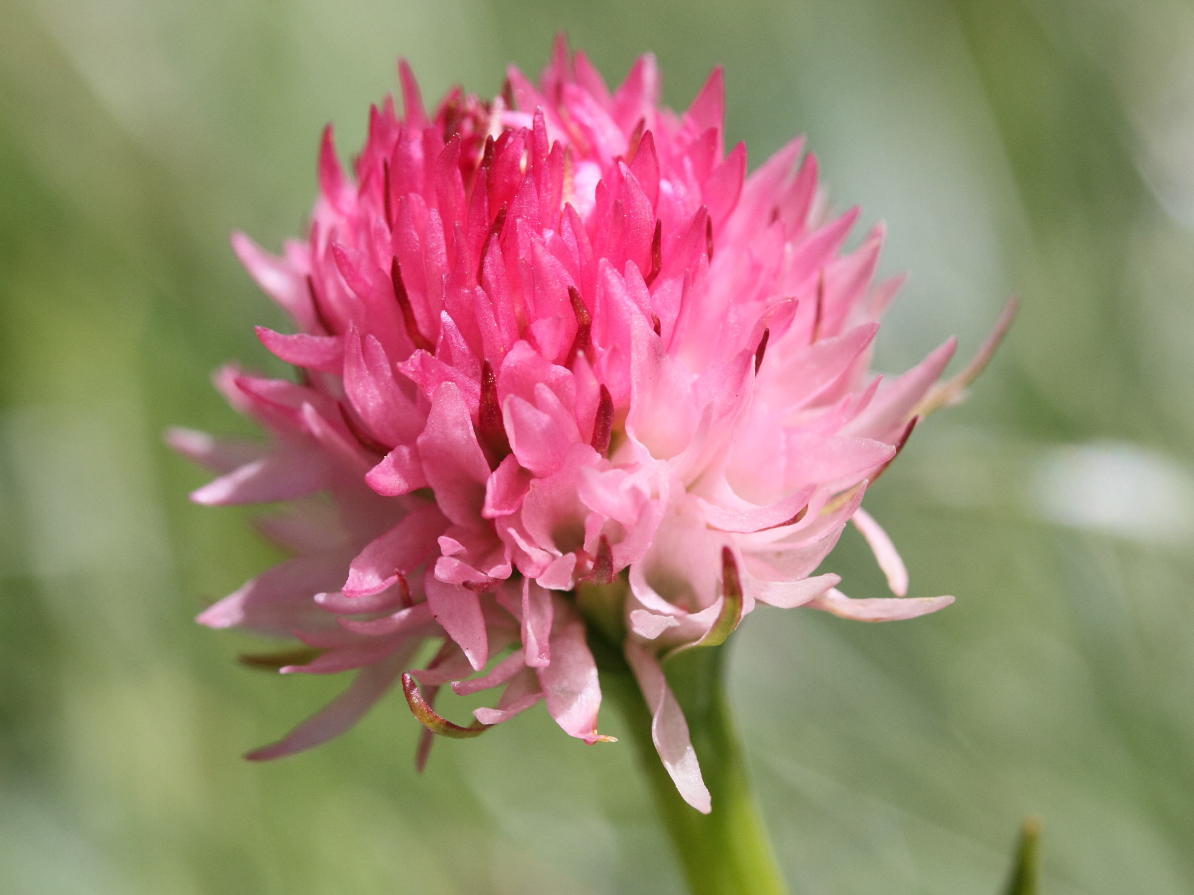 gymnadenia_nigra_corneliana2md