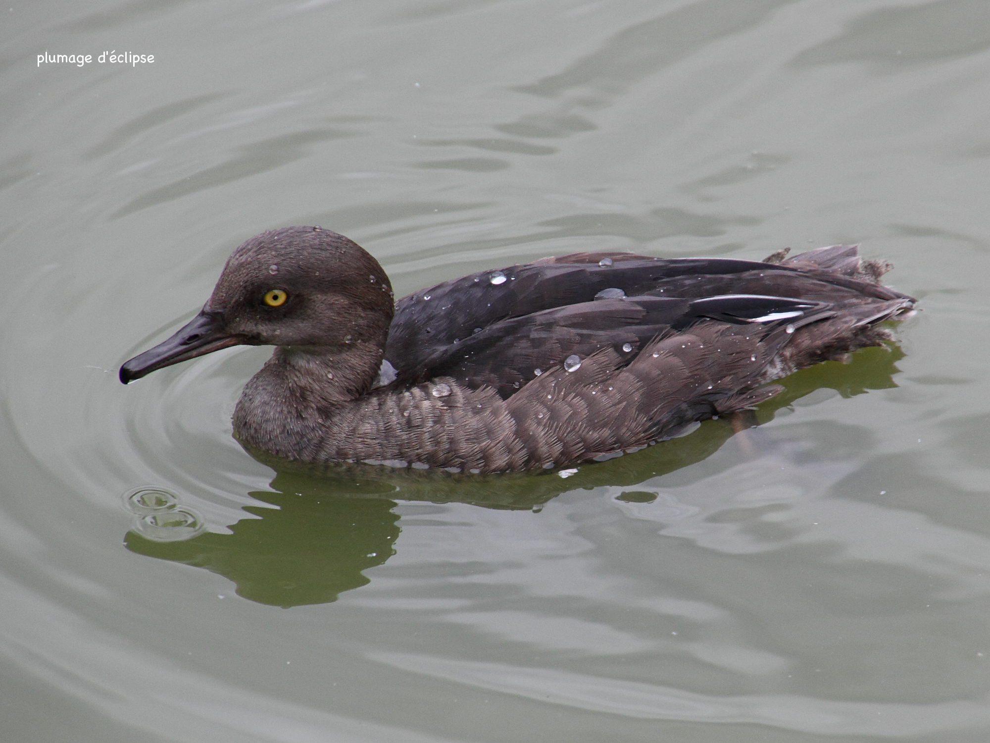 harle_couronne_-_lophodytes_cucullatus6md