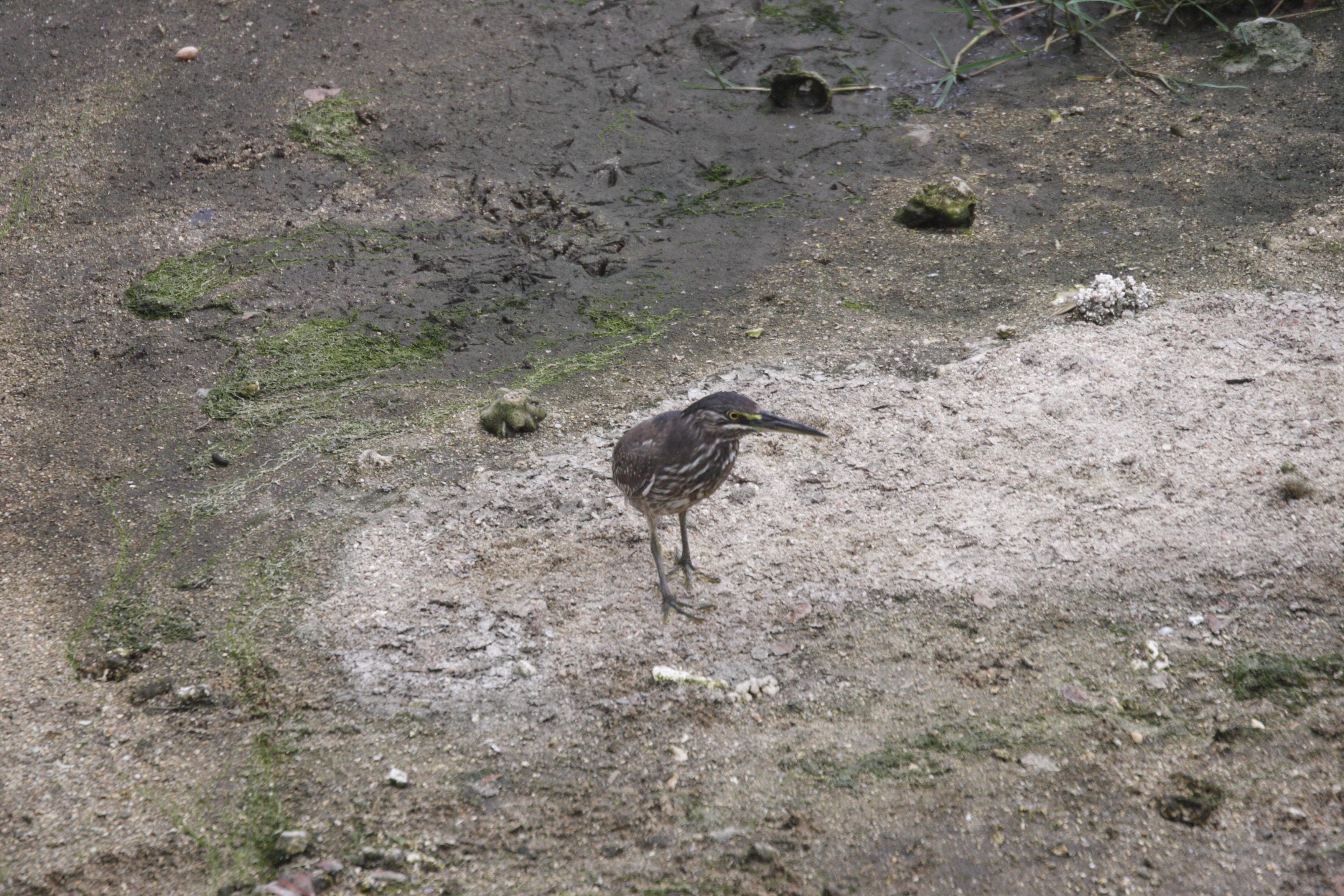 Afficher le média heron_strie_-_butorides_striata3md heron_strie_-_butorides_striata3md