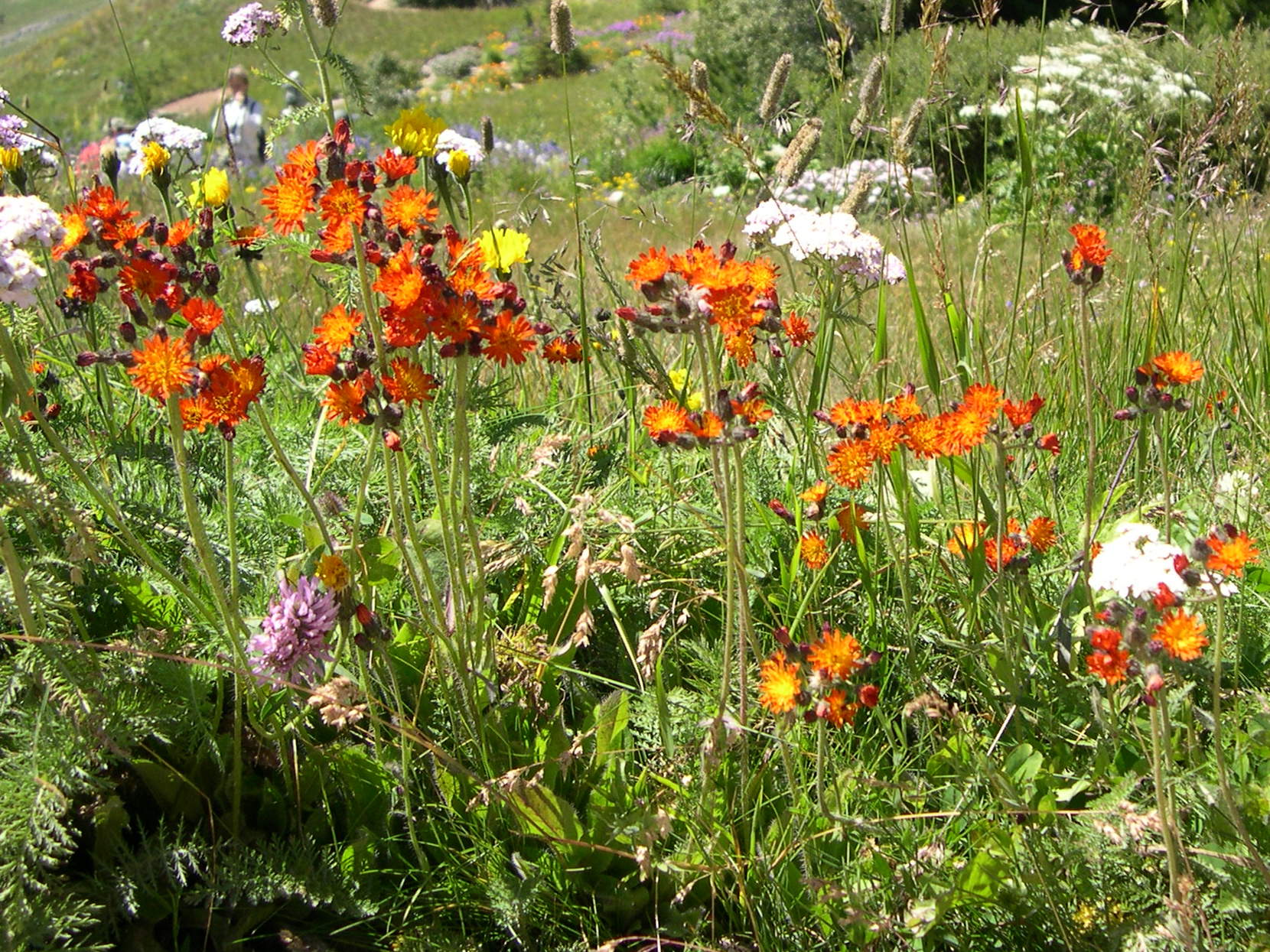 hieracium_aurantiacum1md