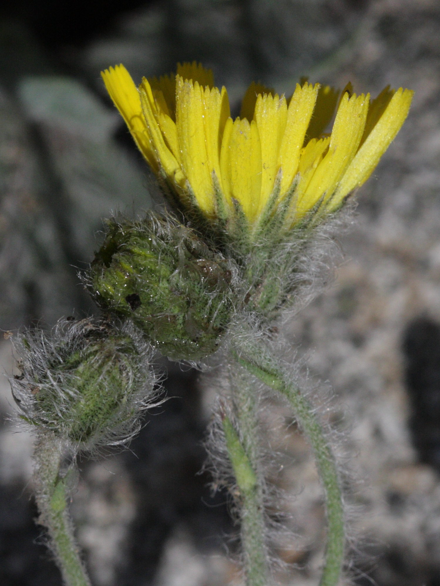 hieracium_lawsonii3bd