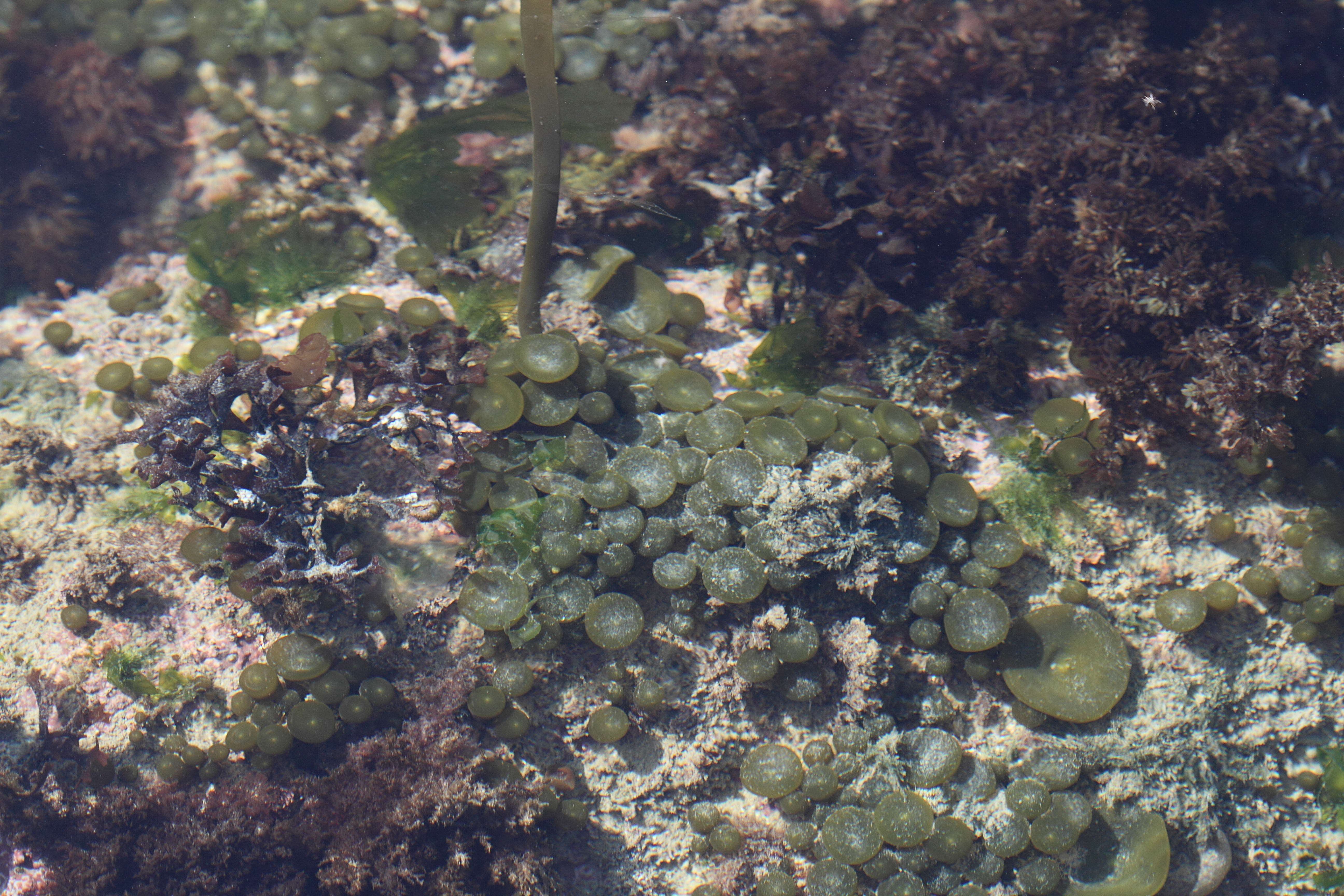 Afficher le média himanthalia_elongata4abd himanthalia_elongata4abd