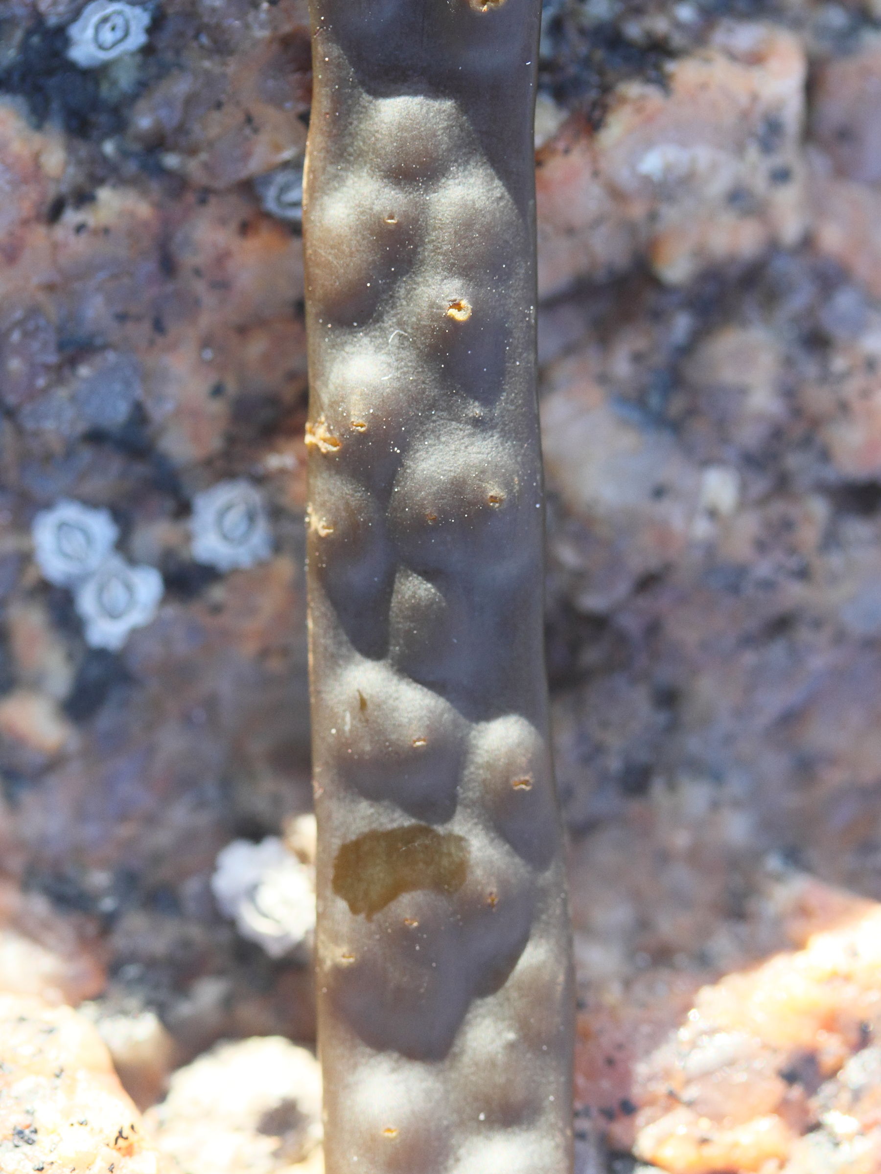 Afficher le média himanthalia_elongata8md himanthalia_elongata8md