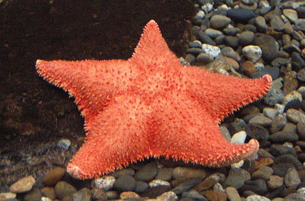 hippasterias_spinosa1bd