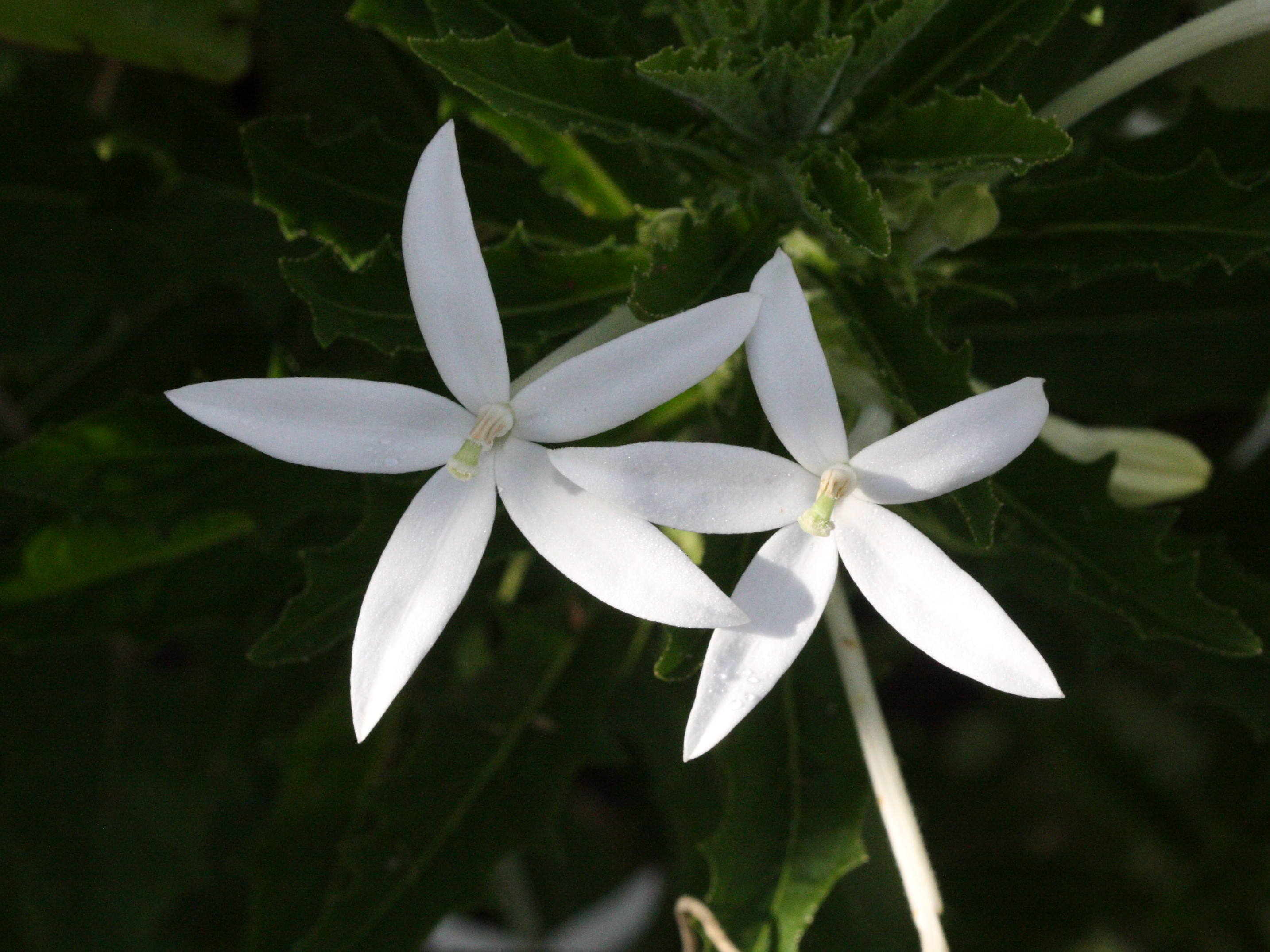 Afficher le média hippobroma_longiflora1md hippobroma_longiflora1md