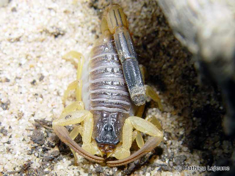 hottentota_jayakari1ml