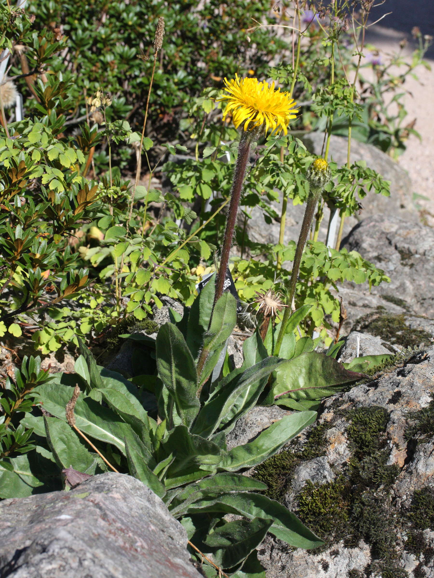 hypochaeris_uniflora1md