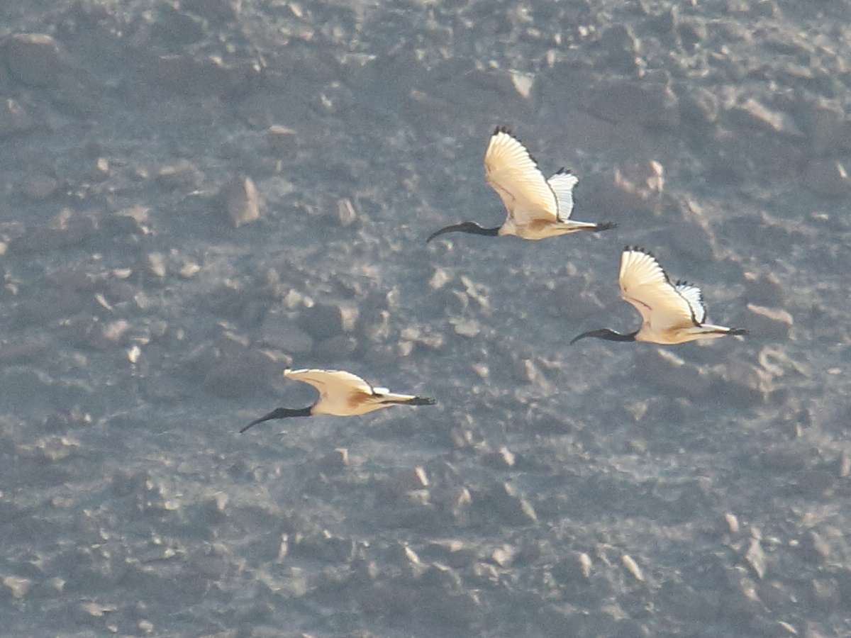 ibis_sacre_-_threskiornis_aethiopicus5bd