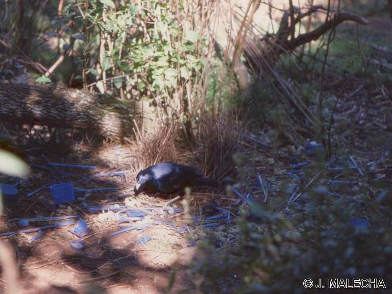 jardinier_satine_-_ptilonorhynchus_violaceus1jm