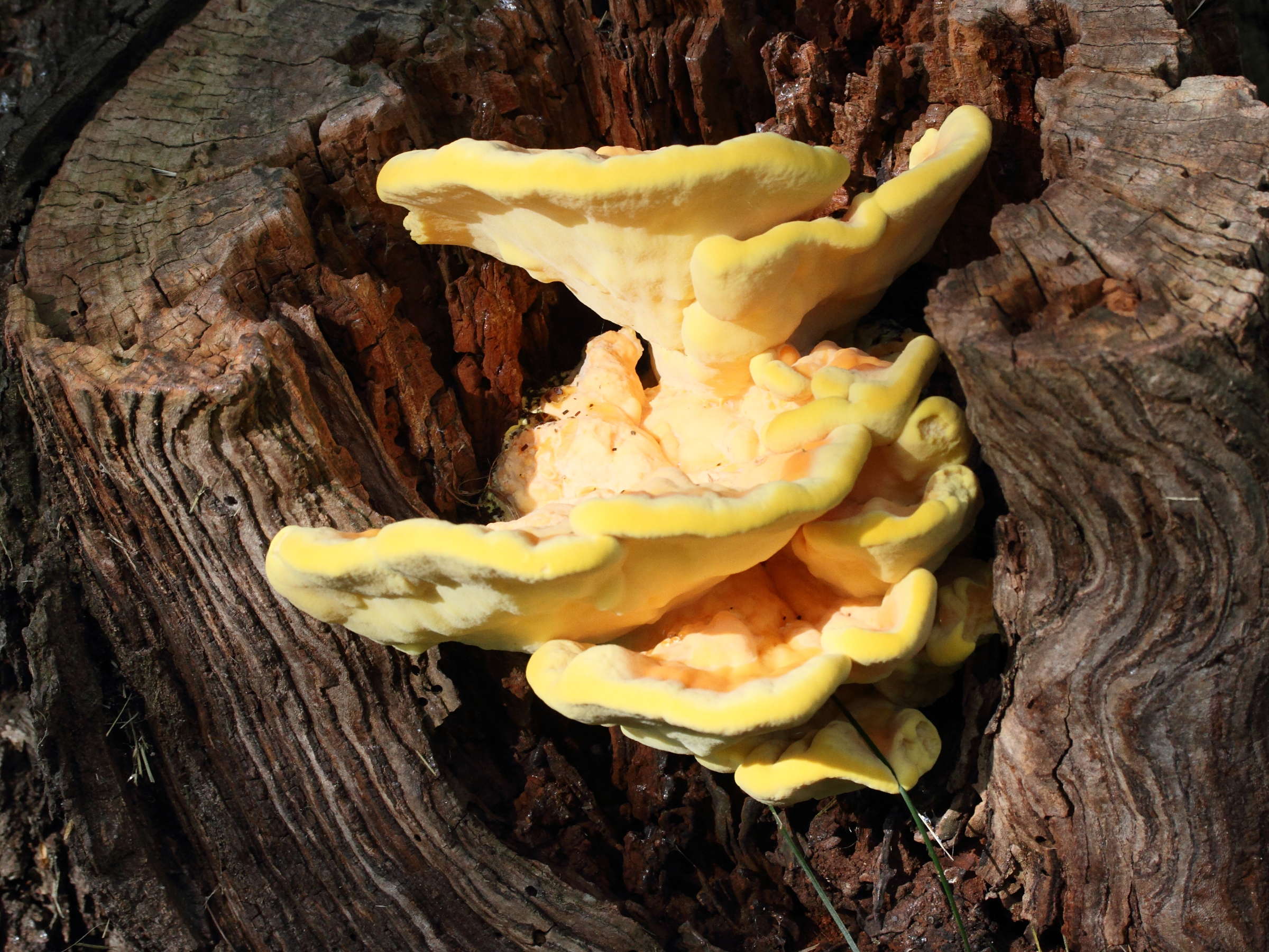 Afficher le média laetiporus_sulphureus9md laetiporus_sulphureus9md