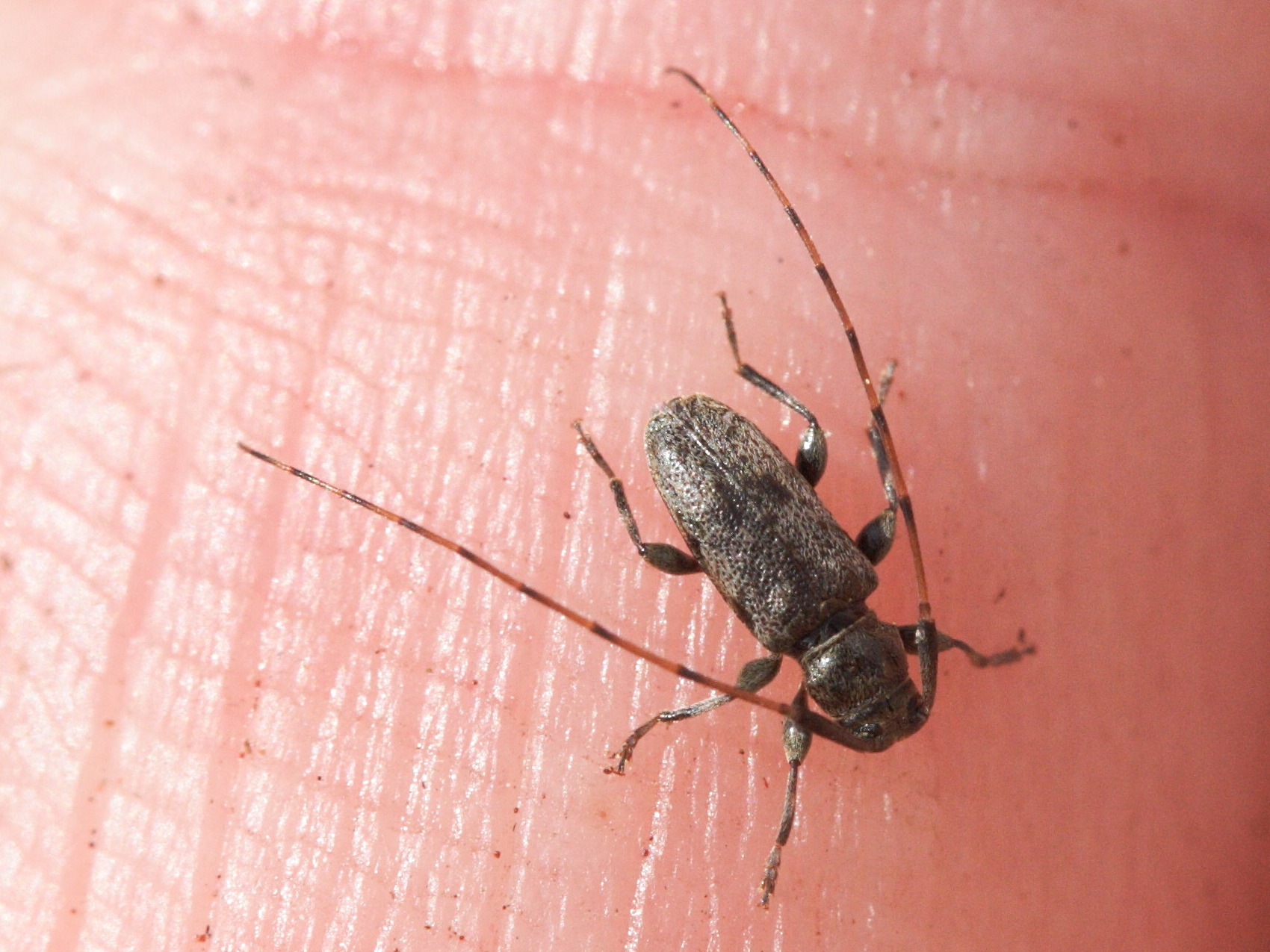 leiopus_femoratus2md