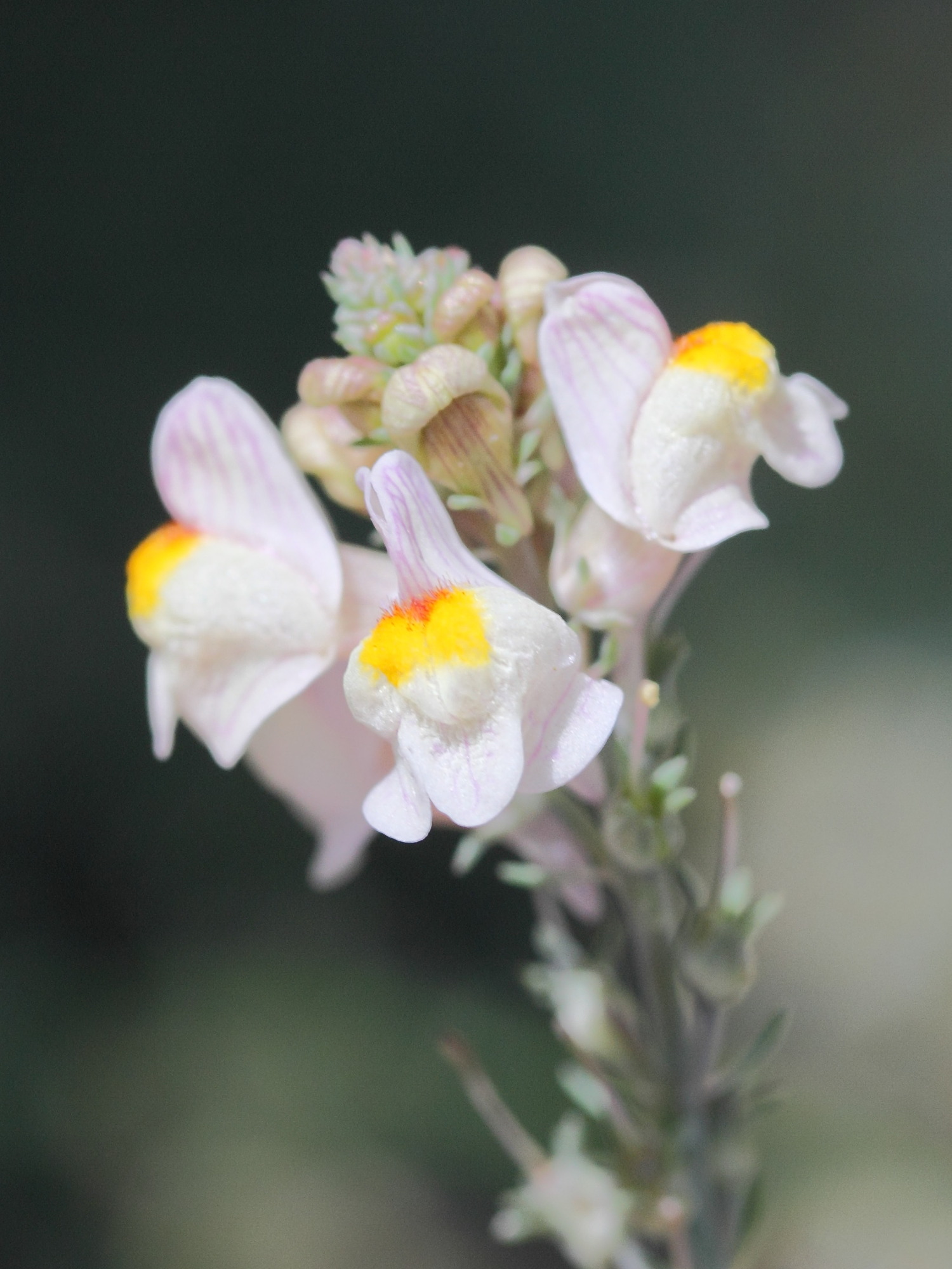 linaria_repens4md