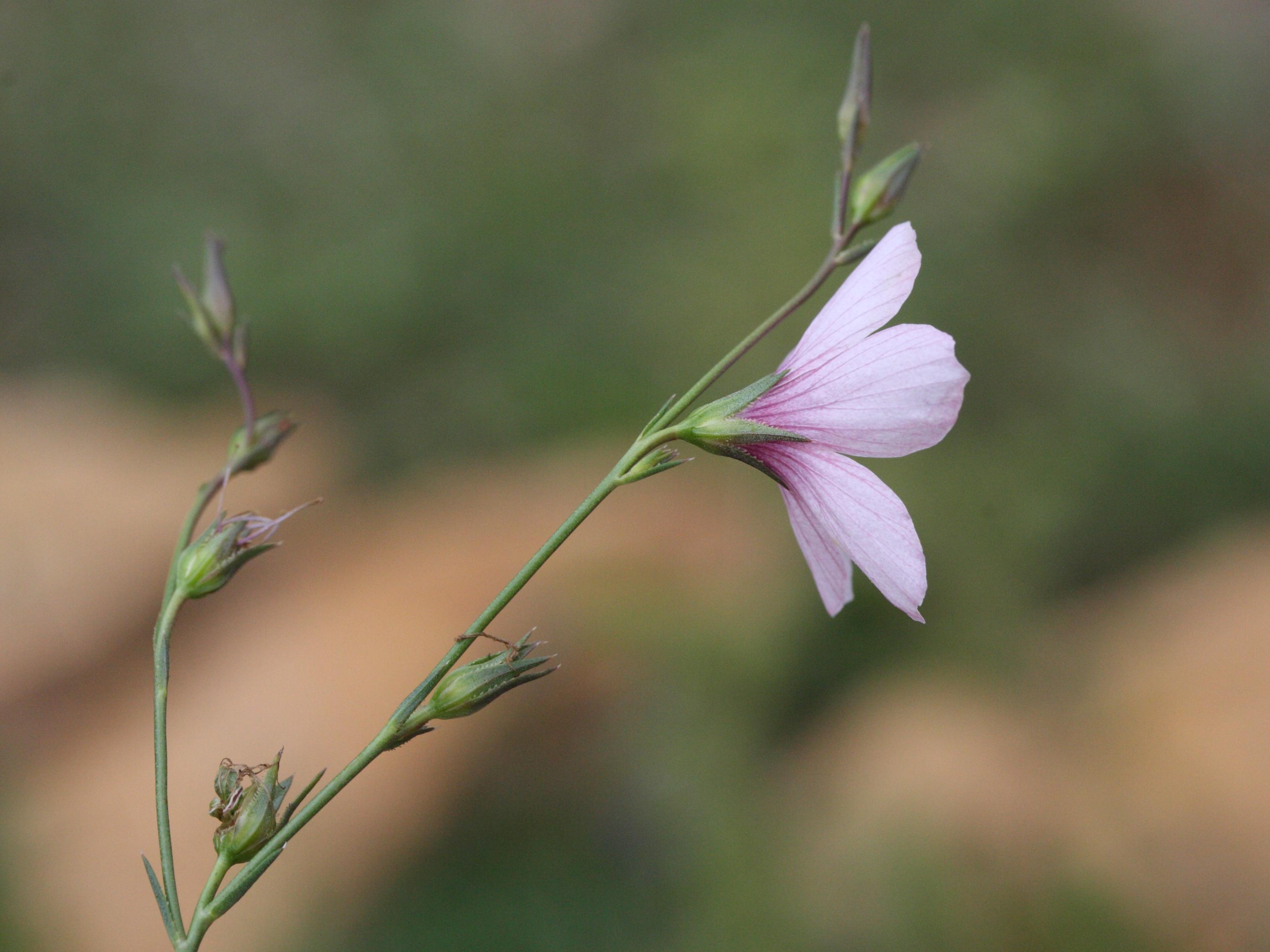 Afficher le média linum_tenuifolium2md linum_tenuifolium2md