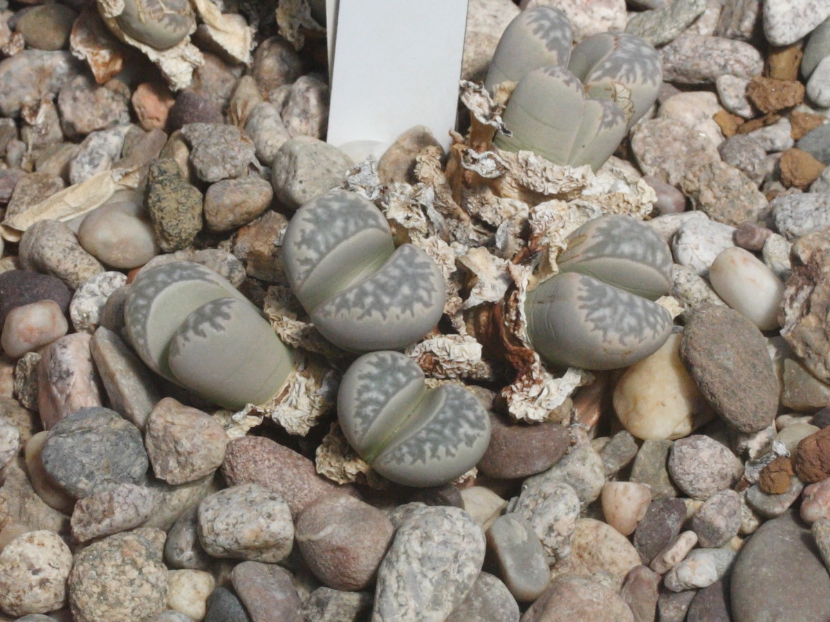 Afficher le média lithops_marmorata1md lithops_marmorata1md