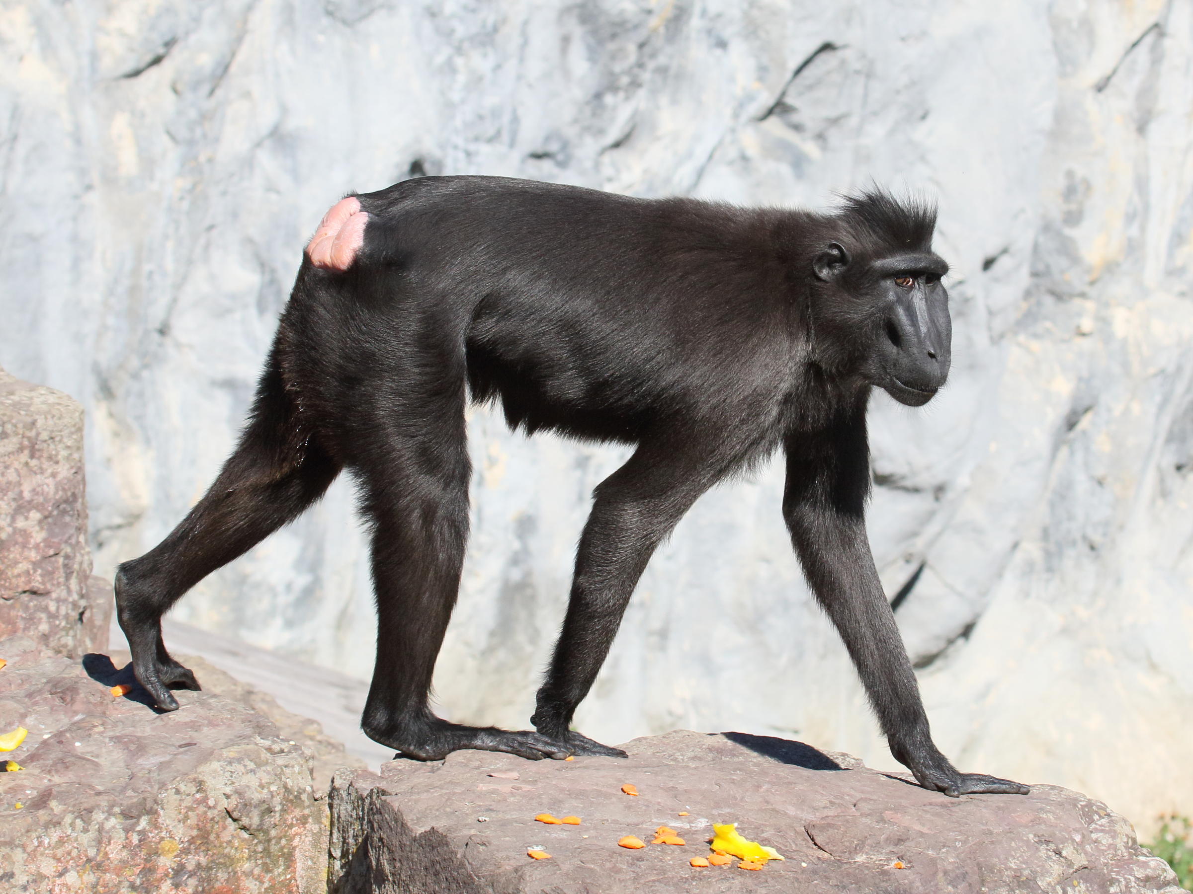 macaca_nigra_nigra1bd