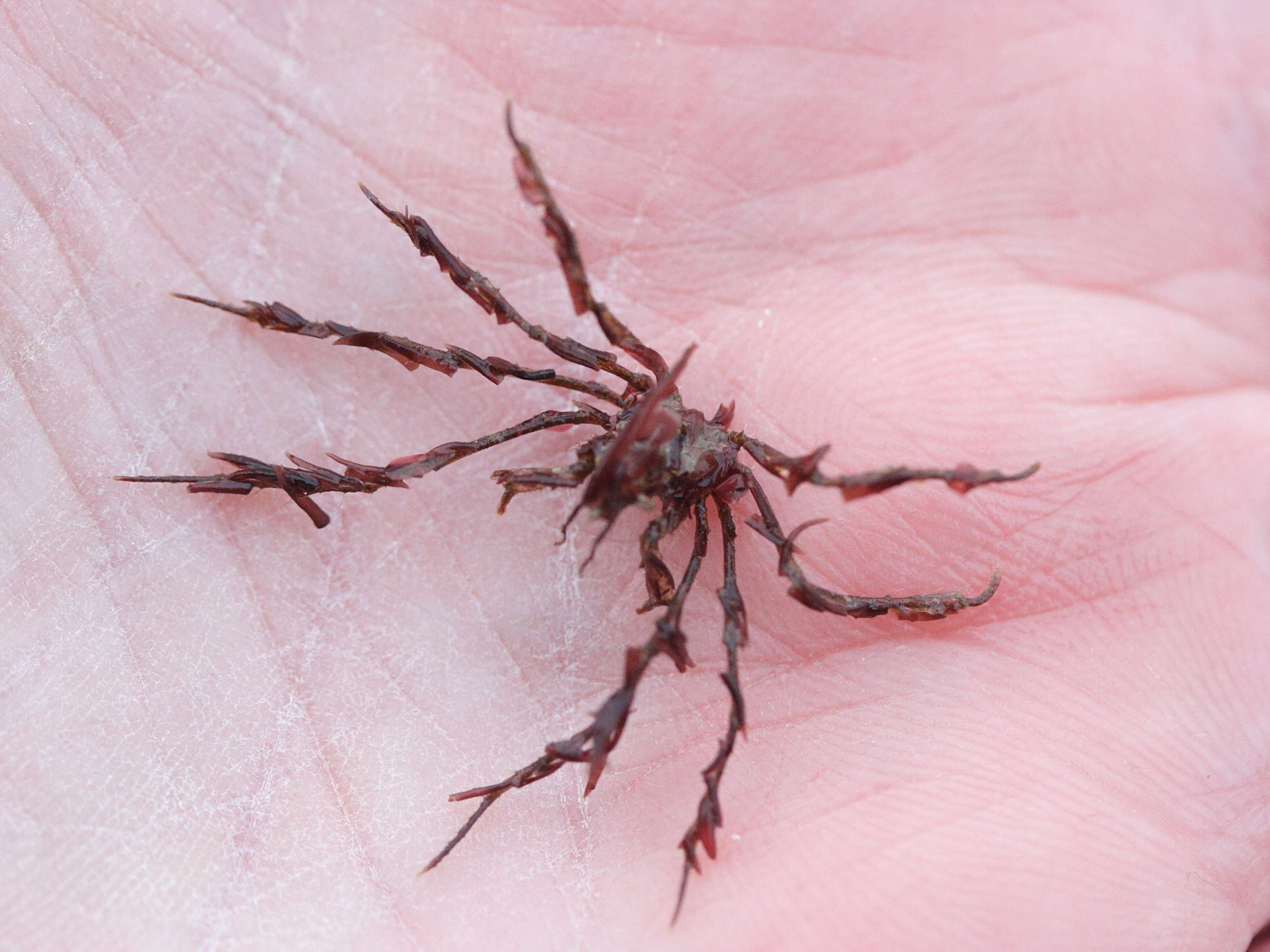 macropodia_rostrata2md