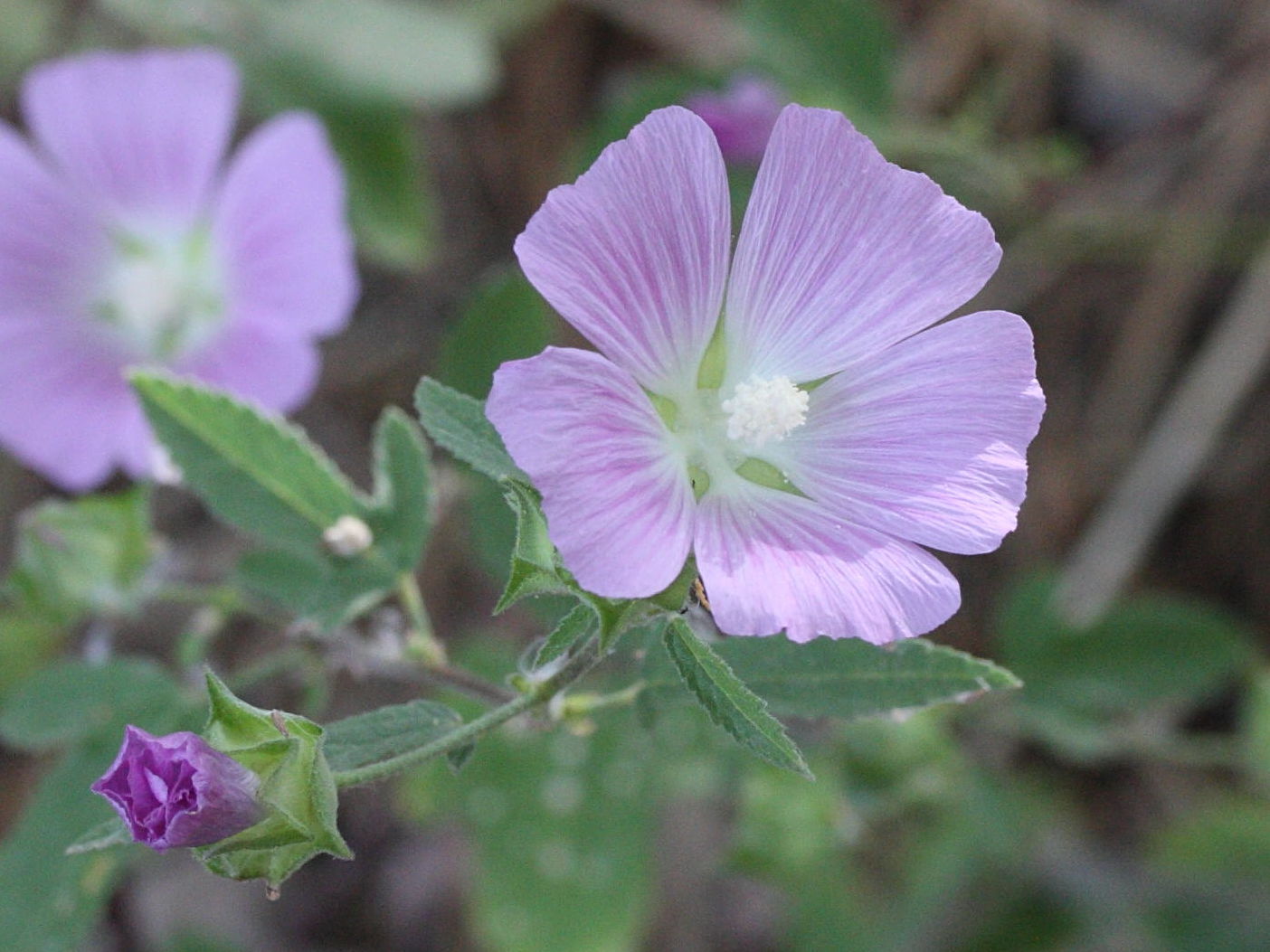 malva_cretica_cretica3md