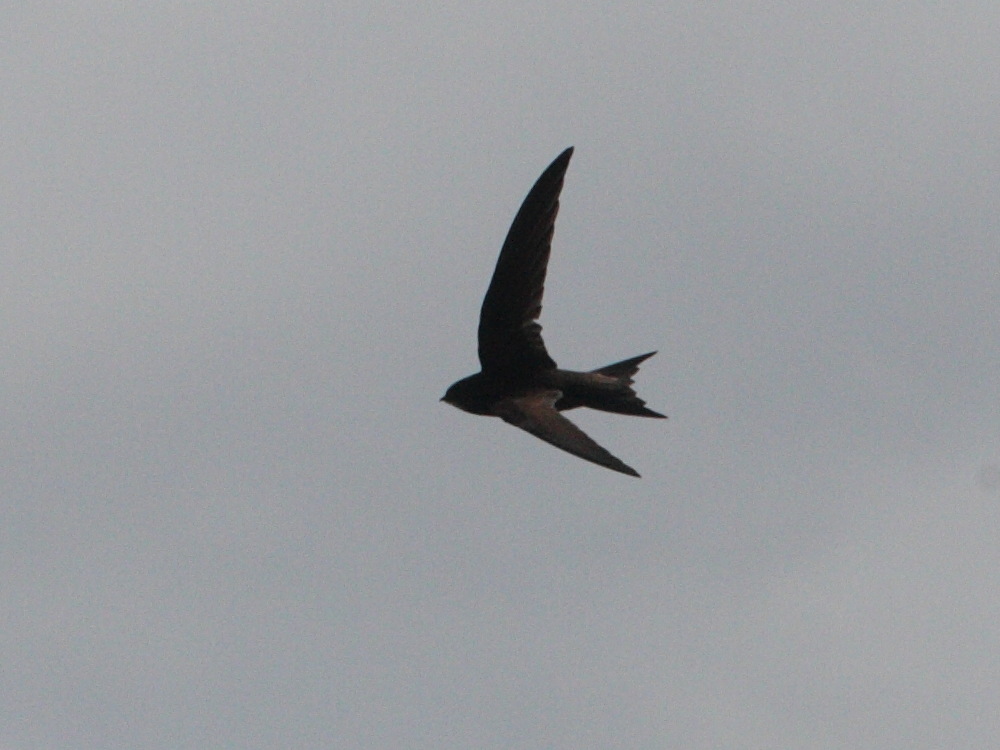 martinet_noir_-_apus_apus2md