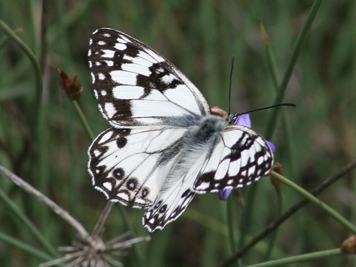 melanargia_occitanica1md