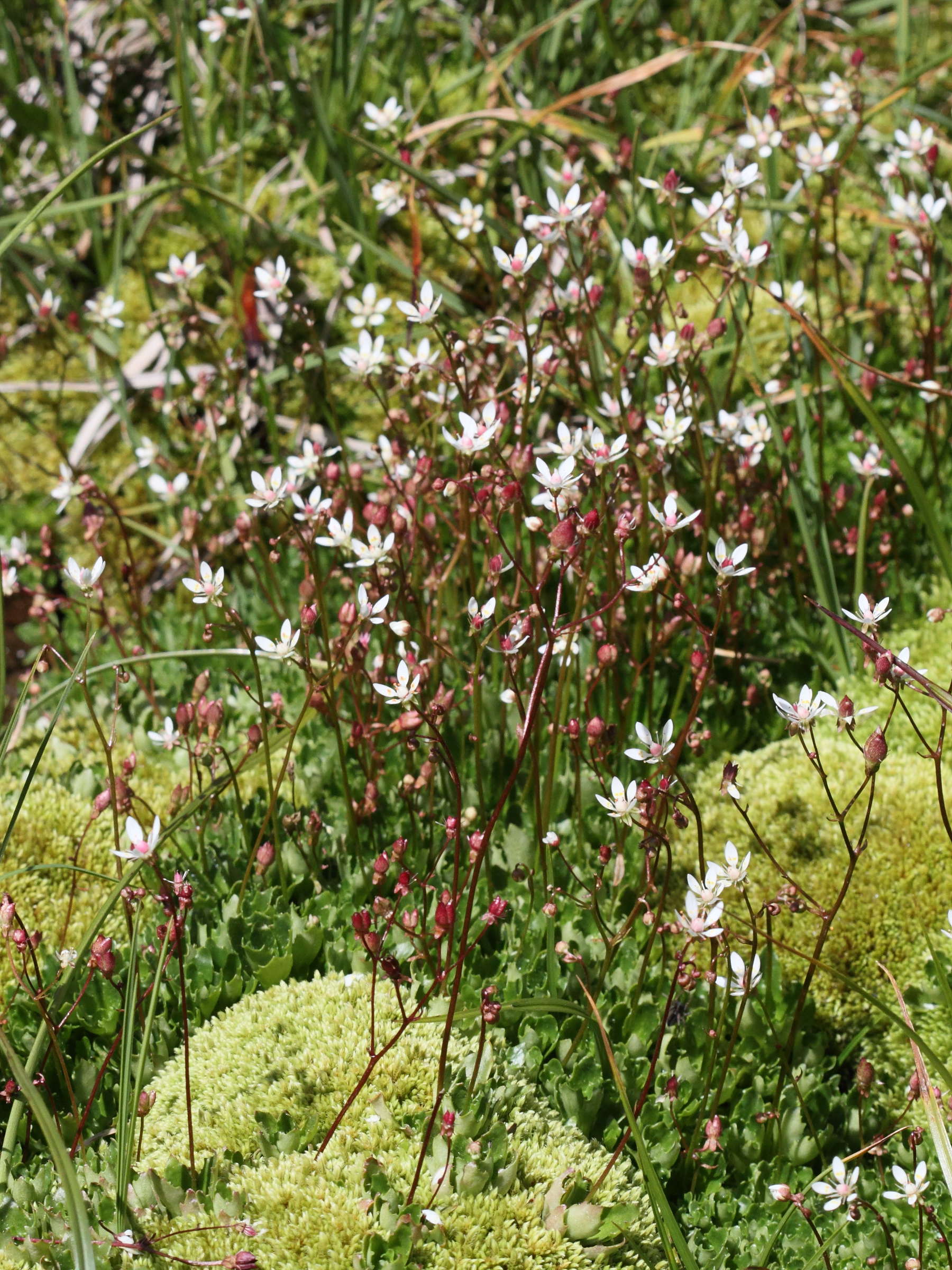 Afficher le média micranthes_stellaris5bd micranthes_stellaris5bd