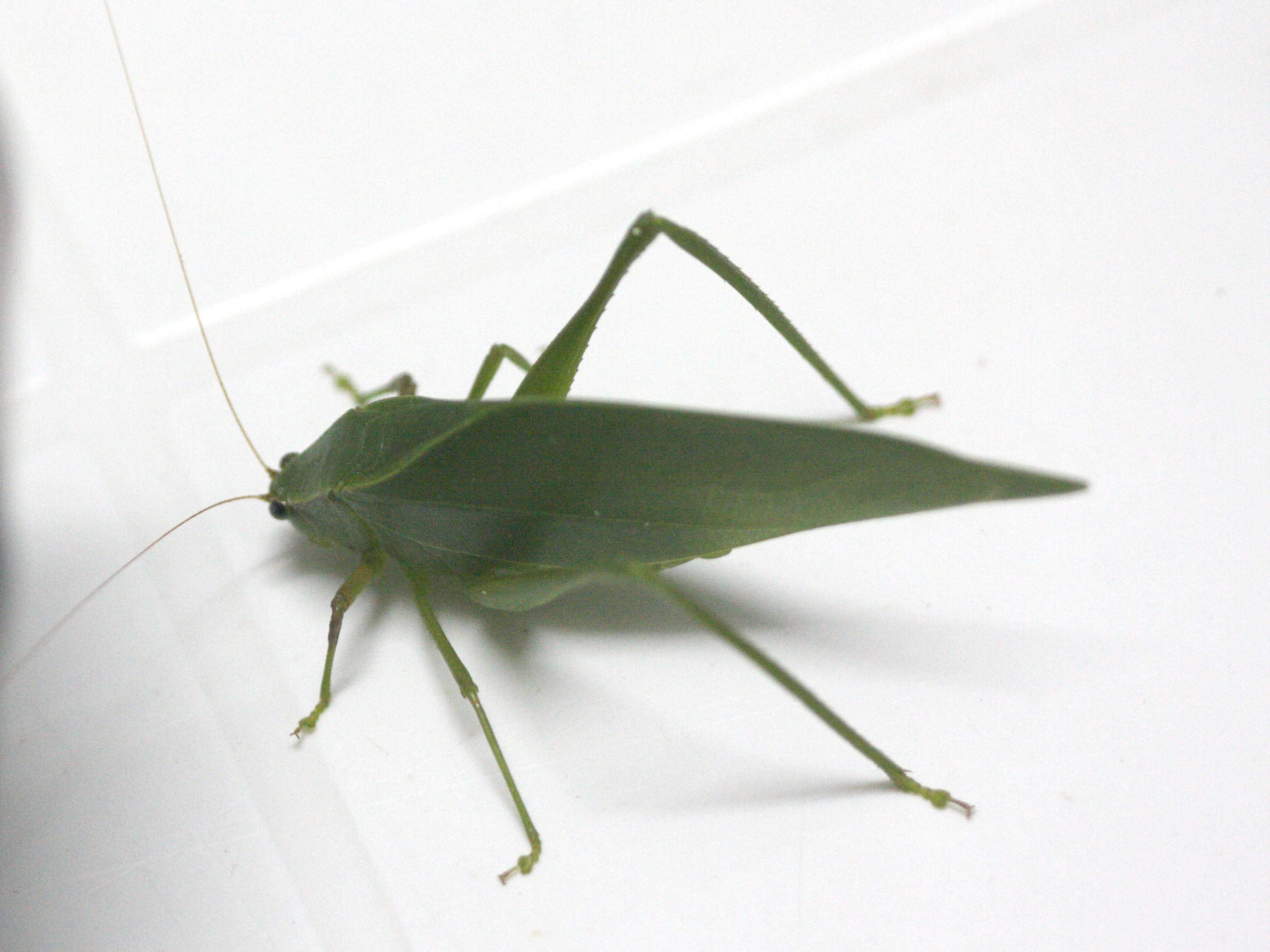 microcentrum_triangulatum2bd