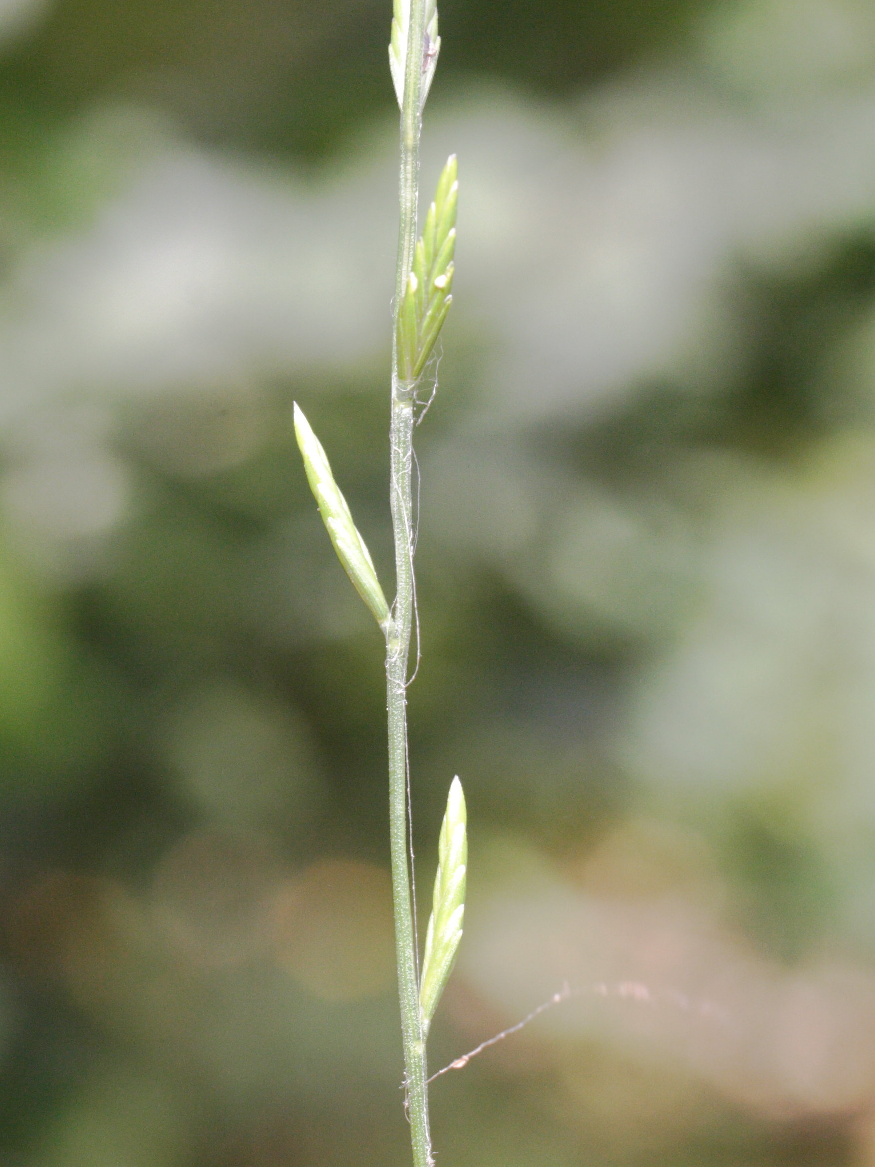 micropyrum_tenellum2md