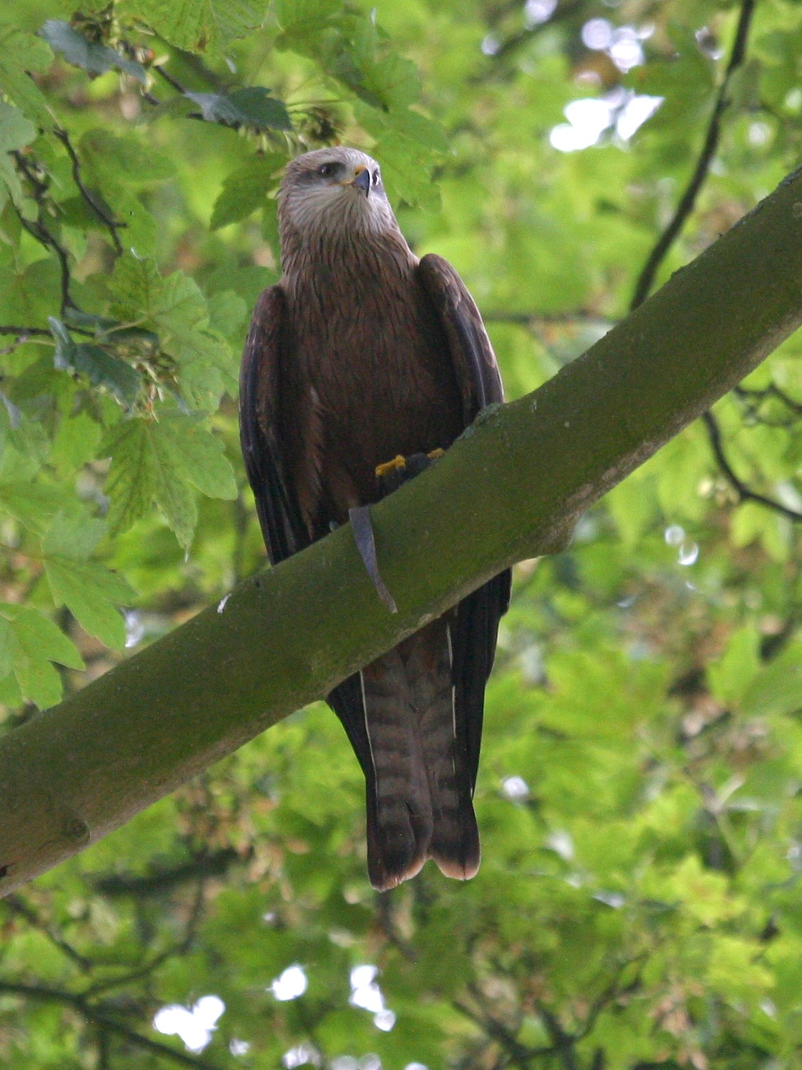 milan_noir_-_milvus_migrans4bd