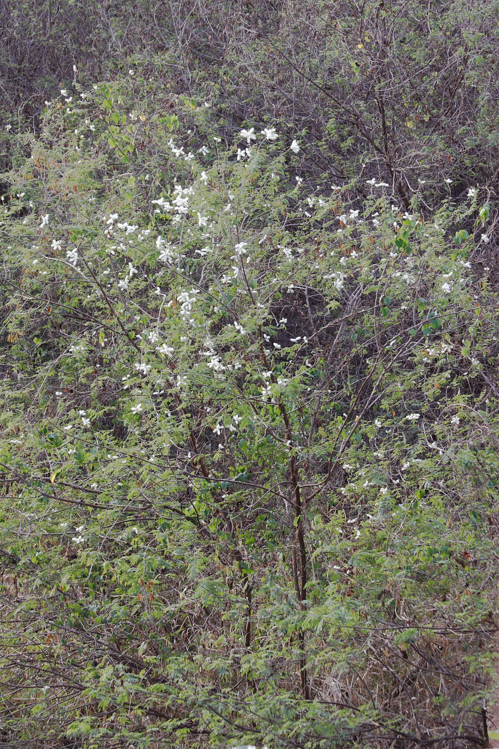 mimosa_malacocentra2md