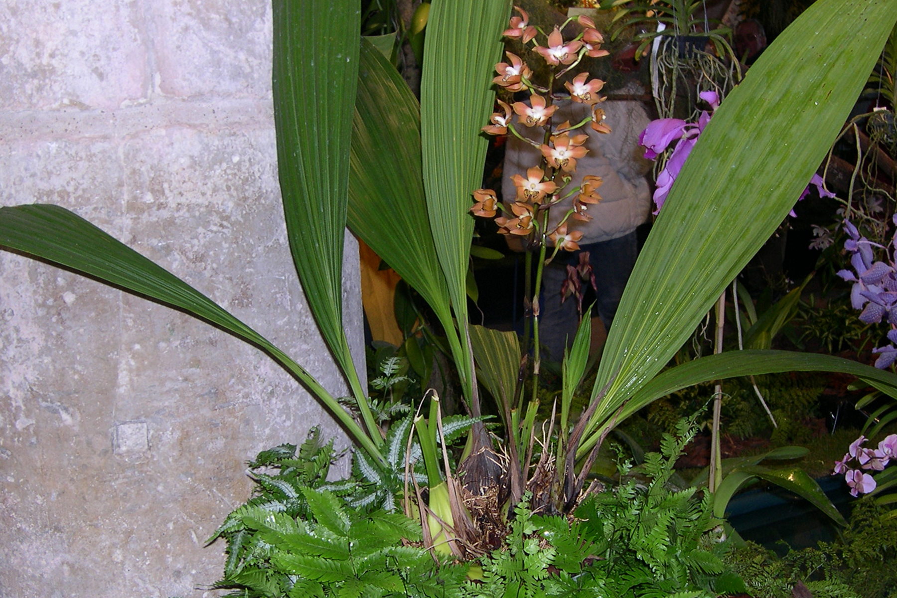 Afficher le média neomoorea_irrorata2amd neomoorea_irrorata2amd