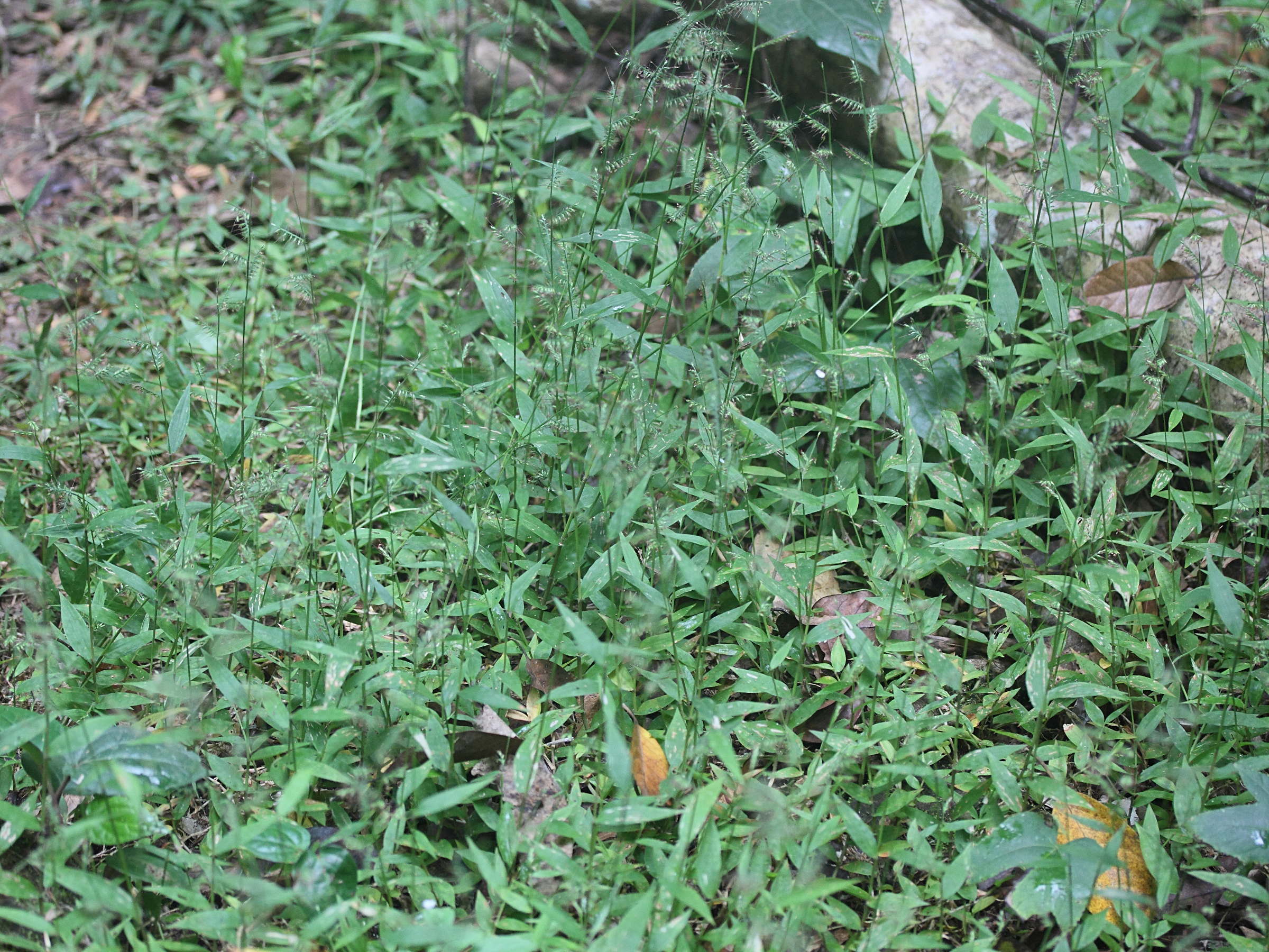 Afficher le média oplismenus_hirtellus1md oplismenus_hirtellus1md