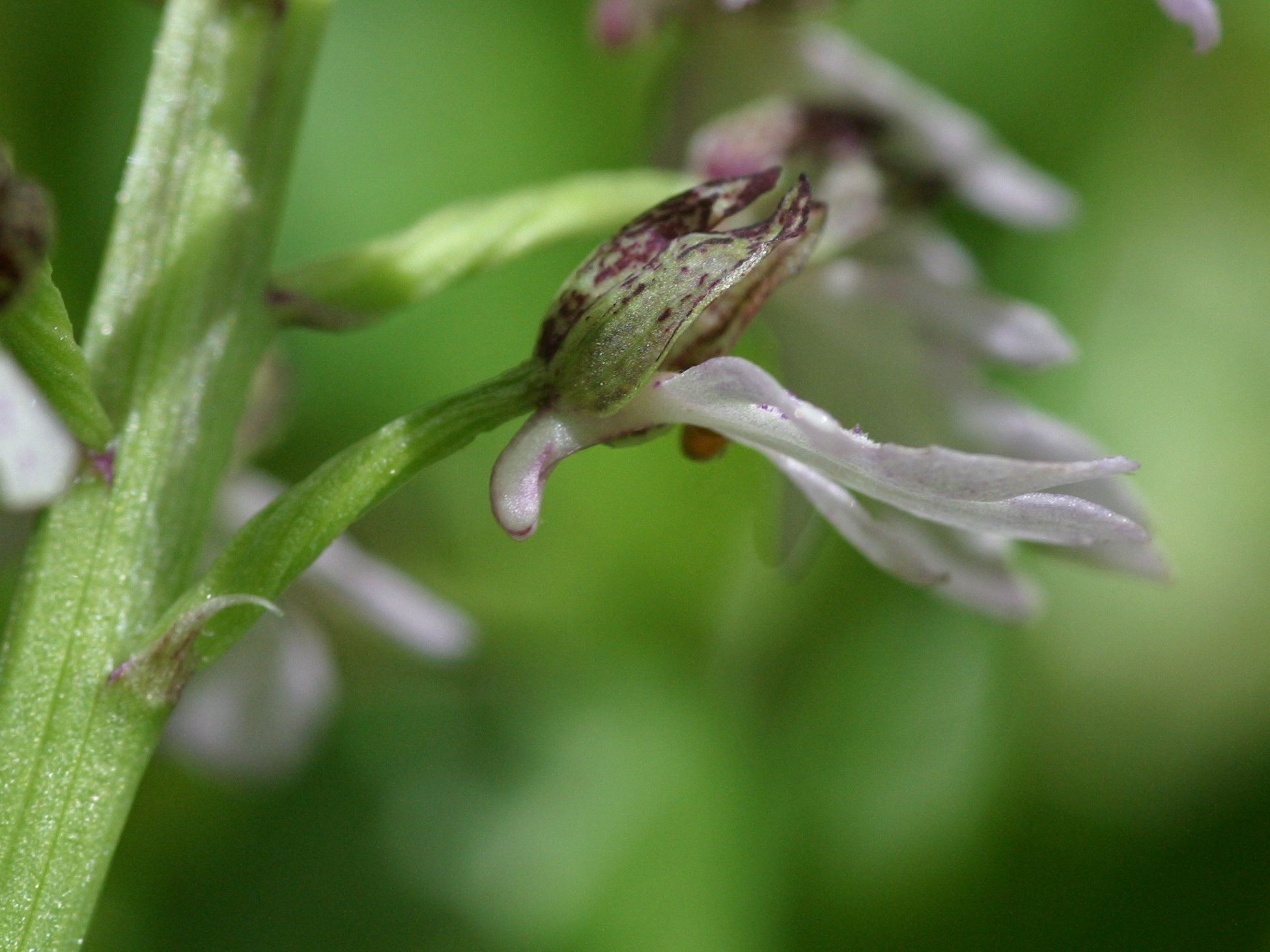 Afficher le média orchis_purpurea4bd orchis_purpurea4bd