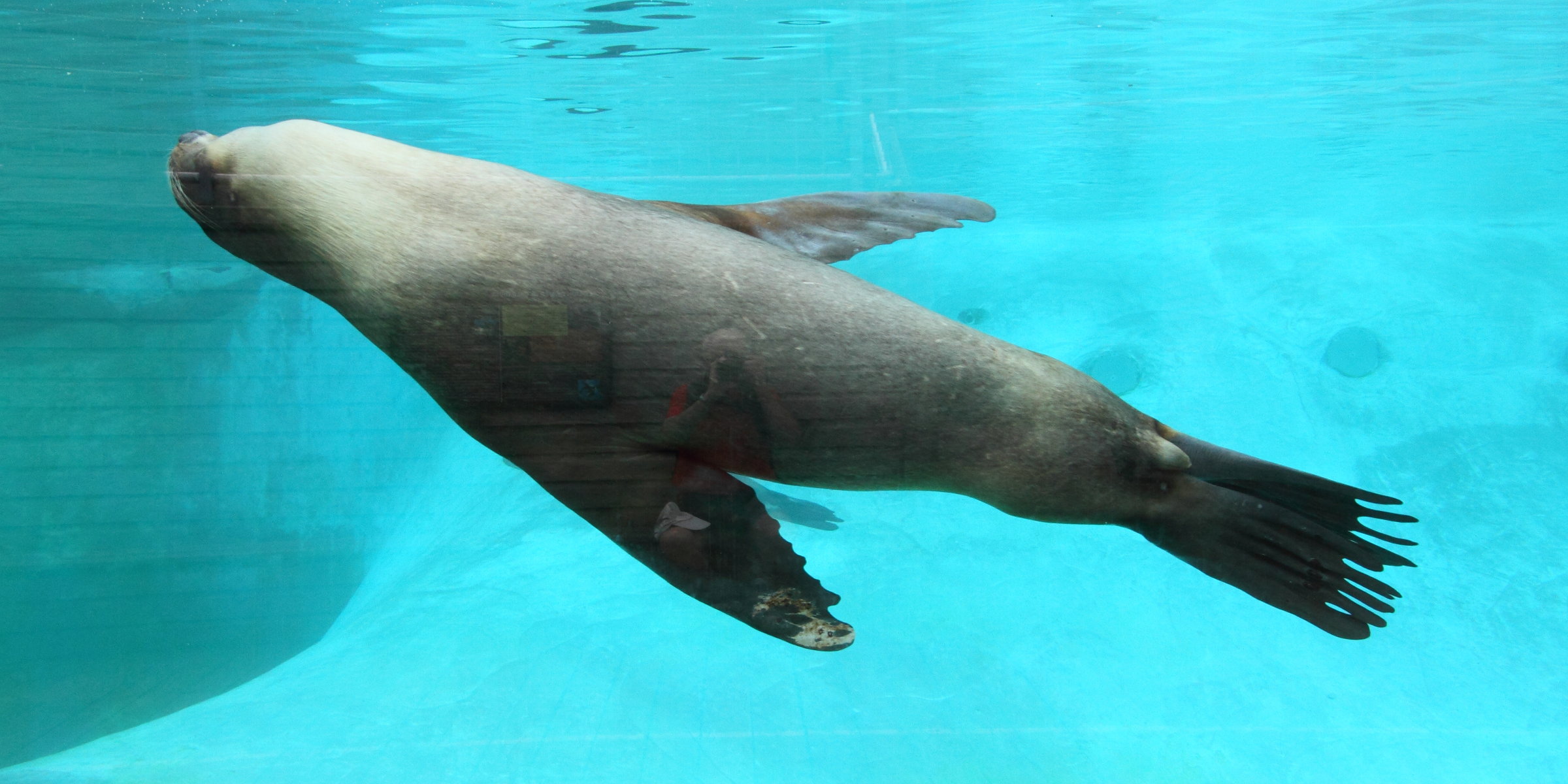 otaria_flavescens7md