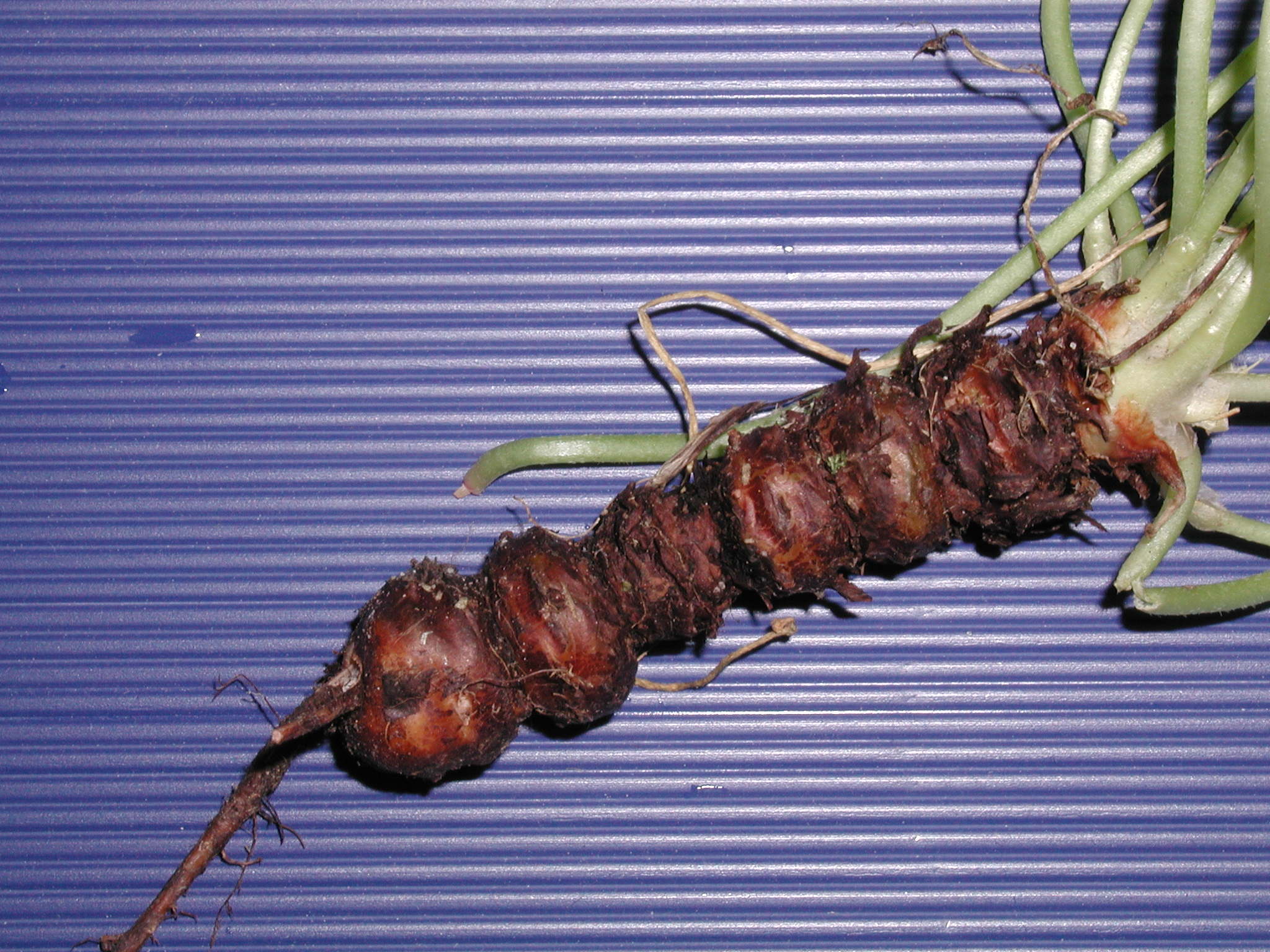 oxalis_articulata4md