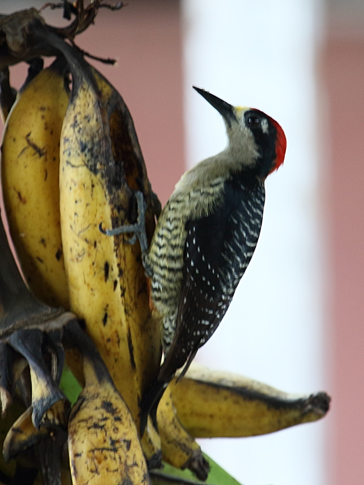 pic_de_pucheran_-_melanerpes_pucherani4bd